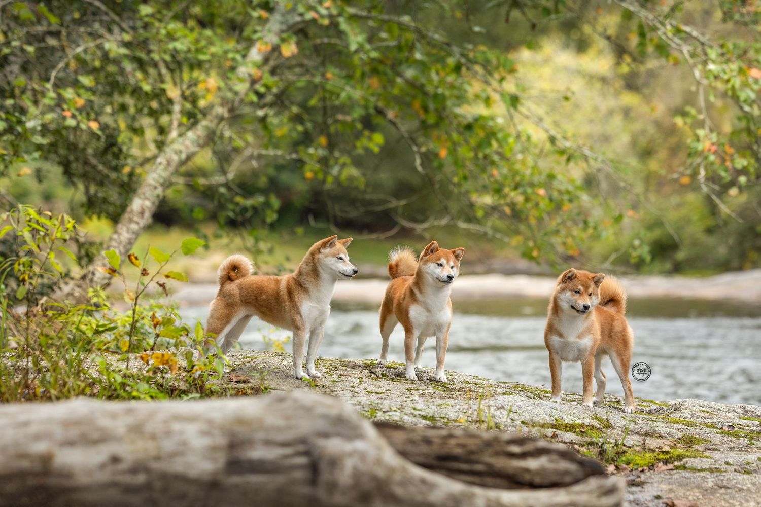 Group of Shiba Inu dogs playing and walking together near a river on a sunny day.