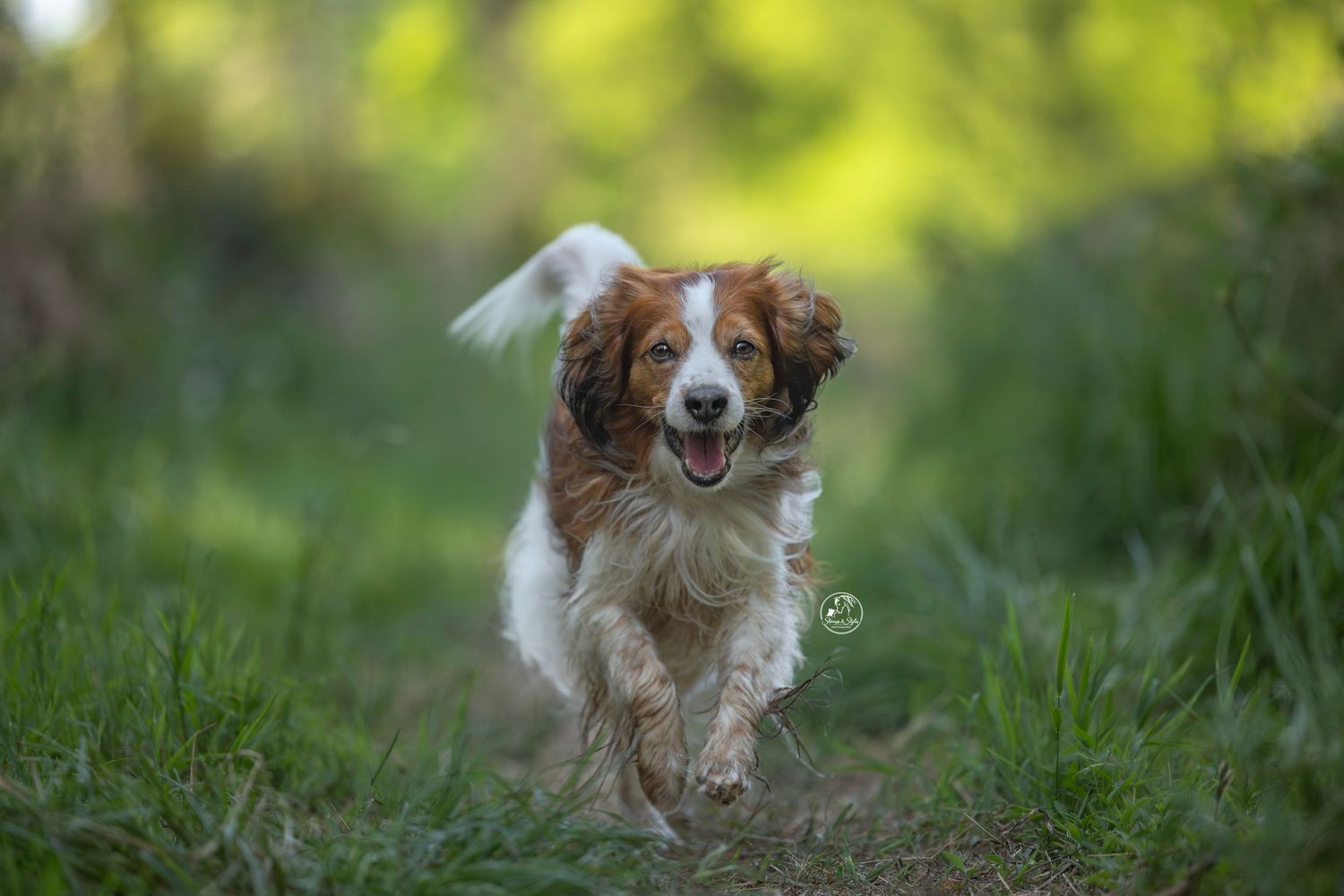 A happy brown and white Spaniel dog running joyfully through a lush green grassy path in nature.