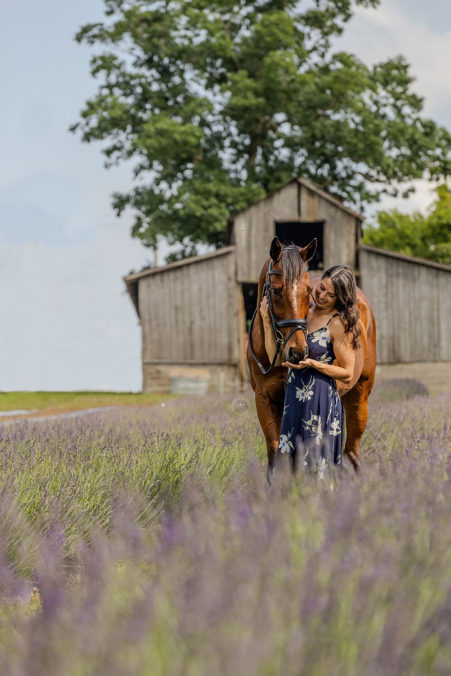 A brown horse and someone in a blue dress stand in a blooming lavender field with a rustic barn in the background.