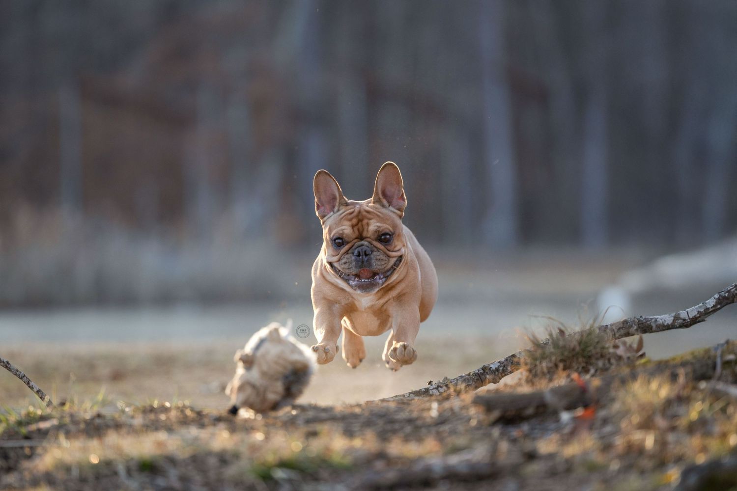 A French Bulldog jumping energetically over forest terrain during golden hour.