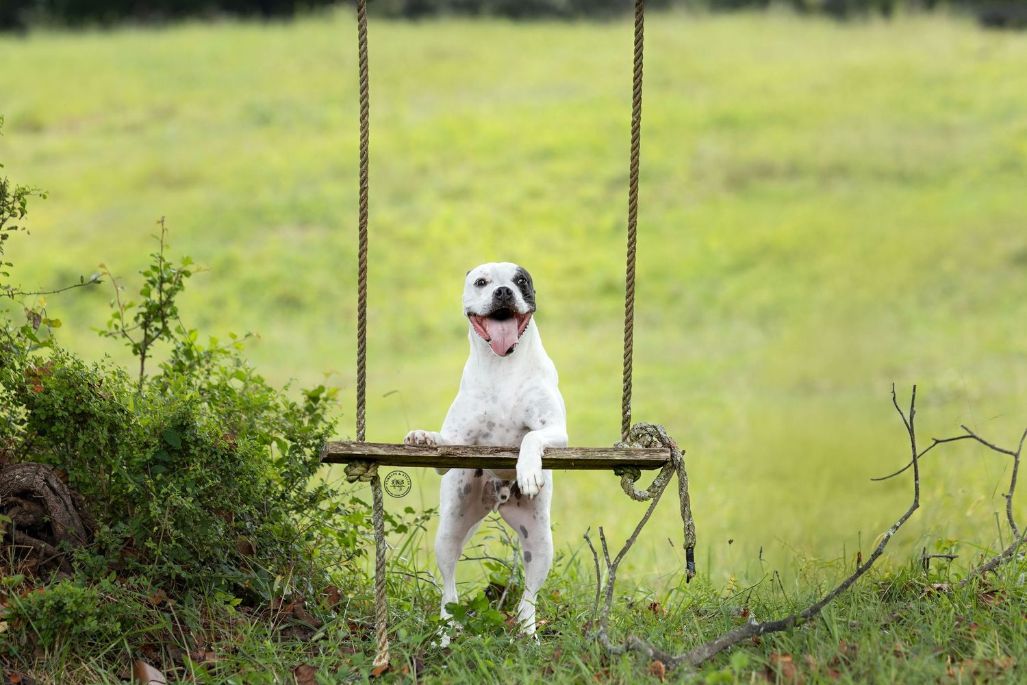 A white and brown Jack Russell terrier dog running and playing in a lush green grassy field on a sunny day.