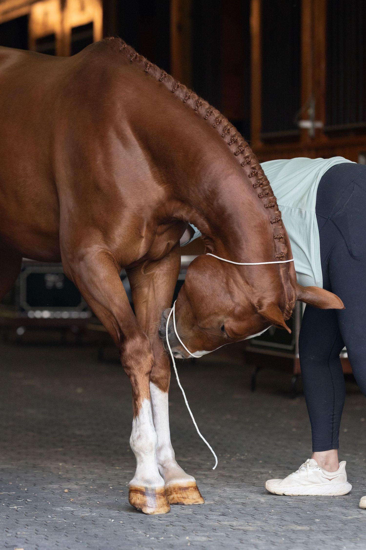 A horse's leg being wrapped with white bandages in a stable setting.