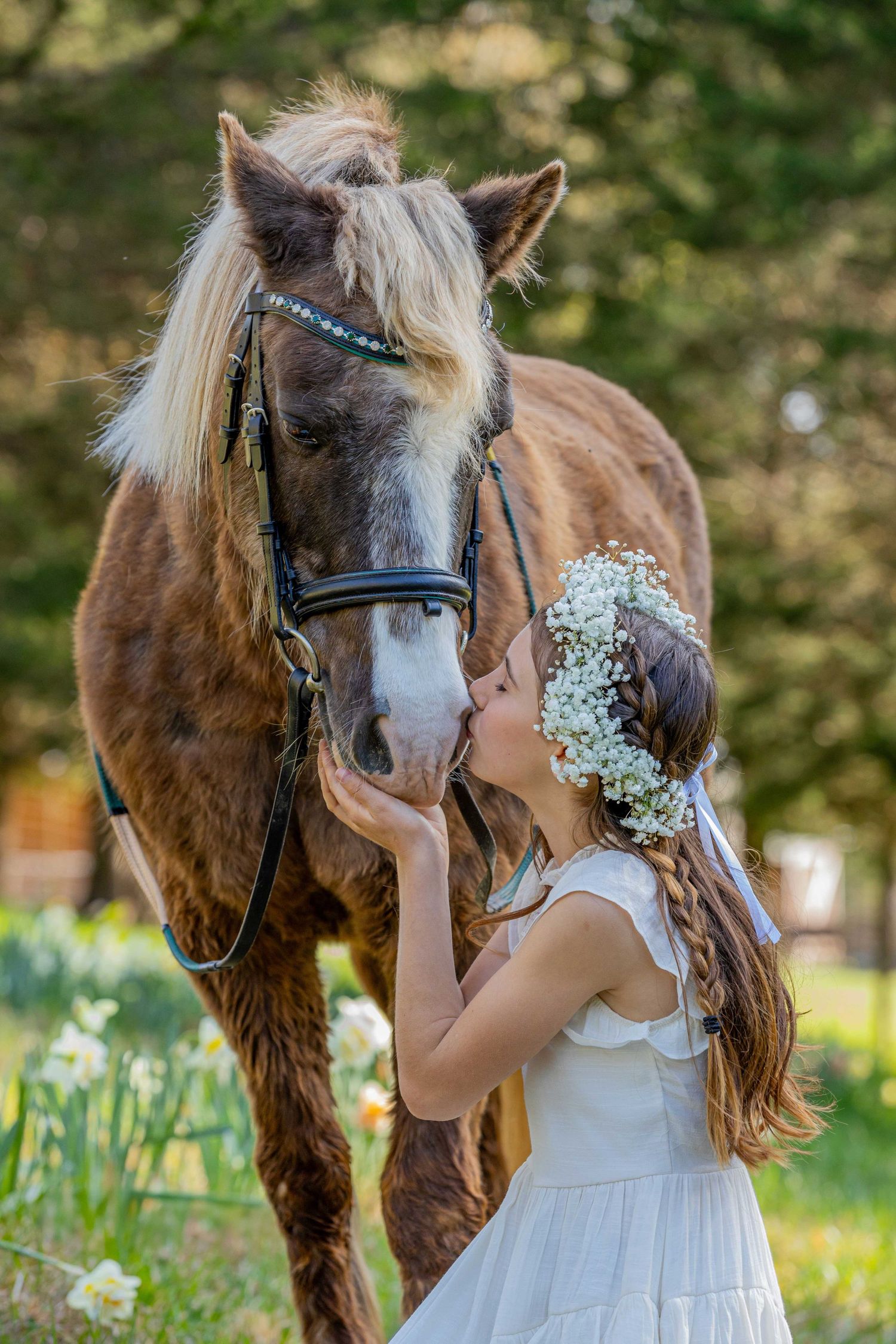 A sweet moment with a brown pony wearing a bridle adorned with baby's breath flowers in a spring garden.