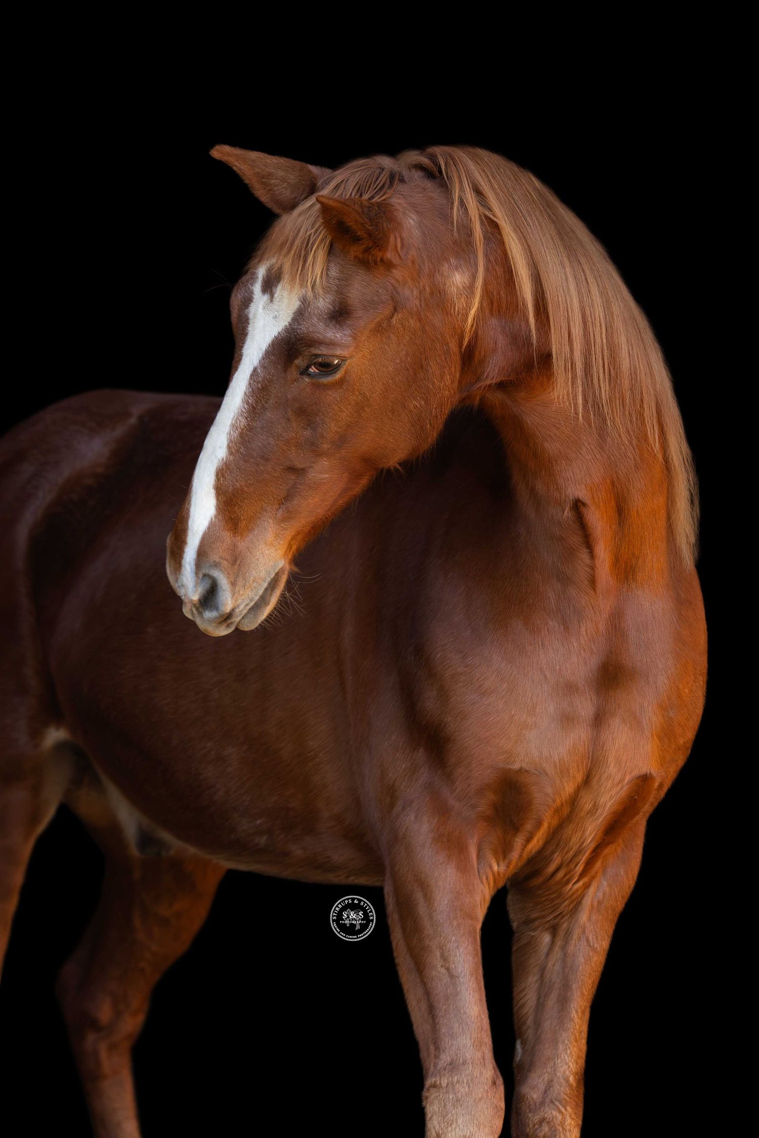 Brown horse with white facial marking stands against dark background in dramatic studio lighting sequence.