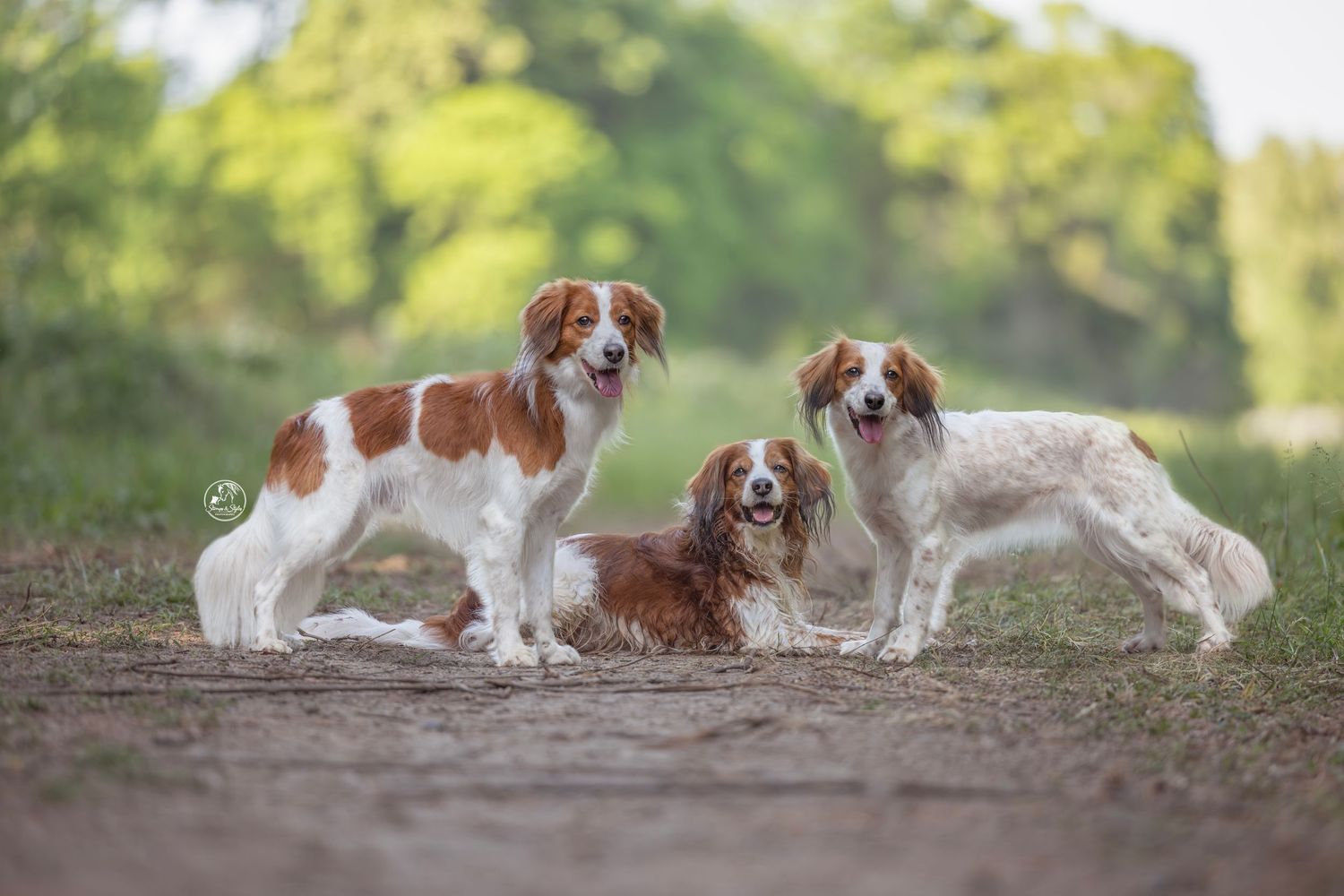 Three brown and white Kooiker dogs posing together on a dirt path surrounded by lush green trees.
