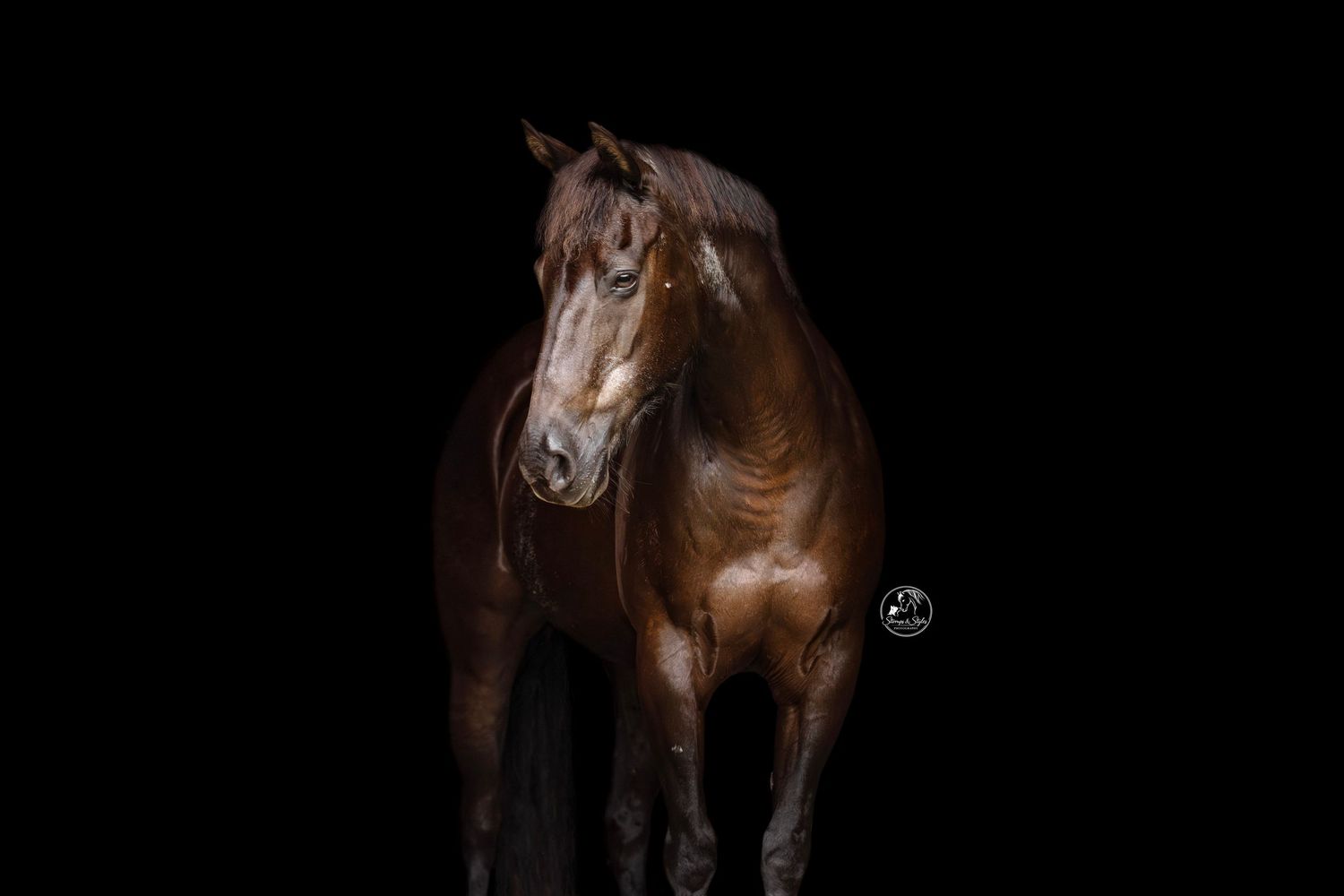 A majestic chestnut horse stands against a dramatic black background, its coat gleaming in studio lighting.