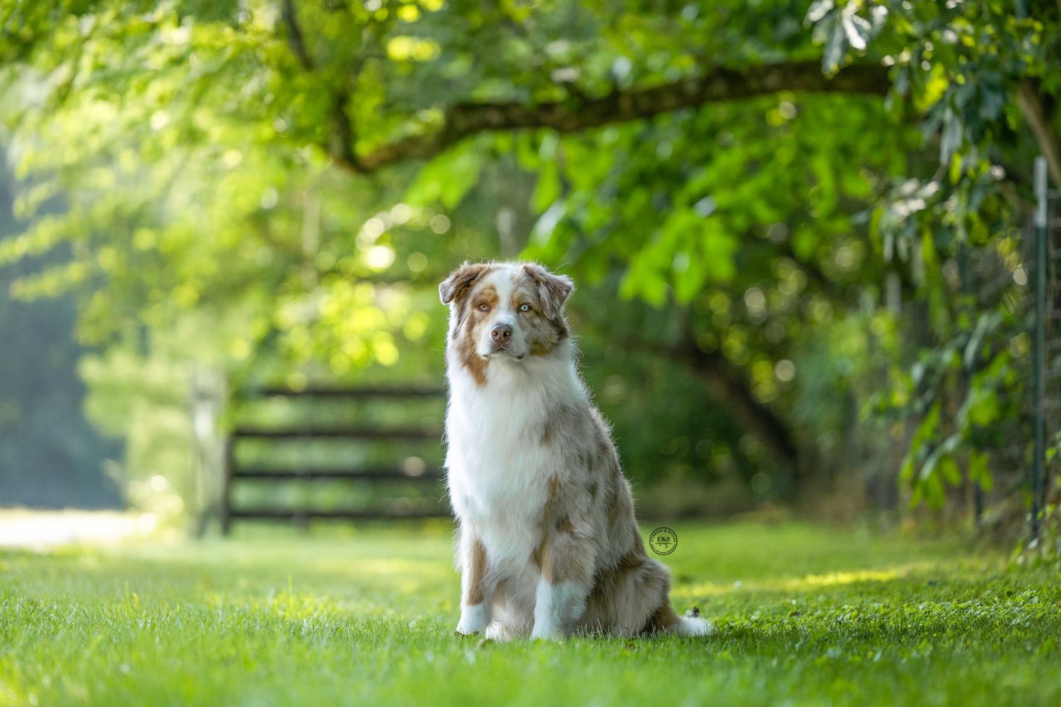 Australian Shepherd dog sits attentively in a lush green garden setting with sunlit trees in the background.