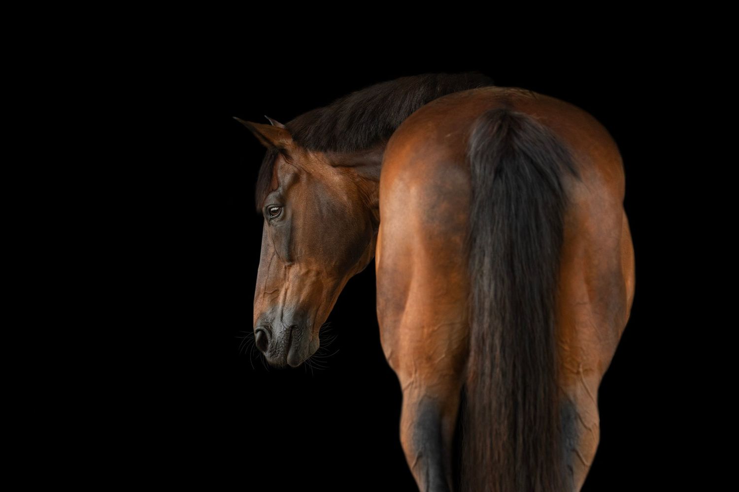 A majestic brown bay horse with a dark mane and tail posed against a black background.