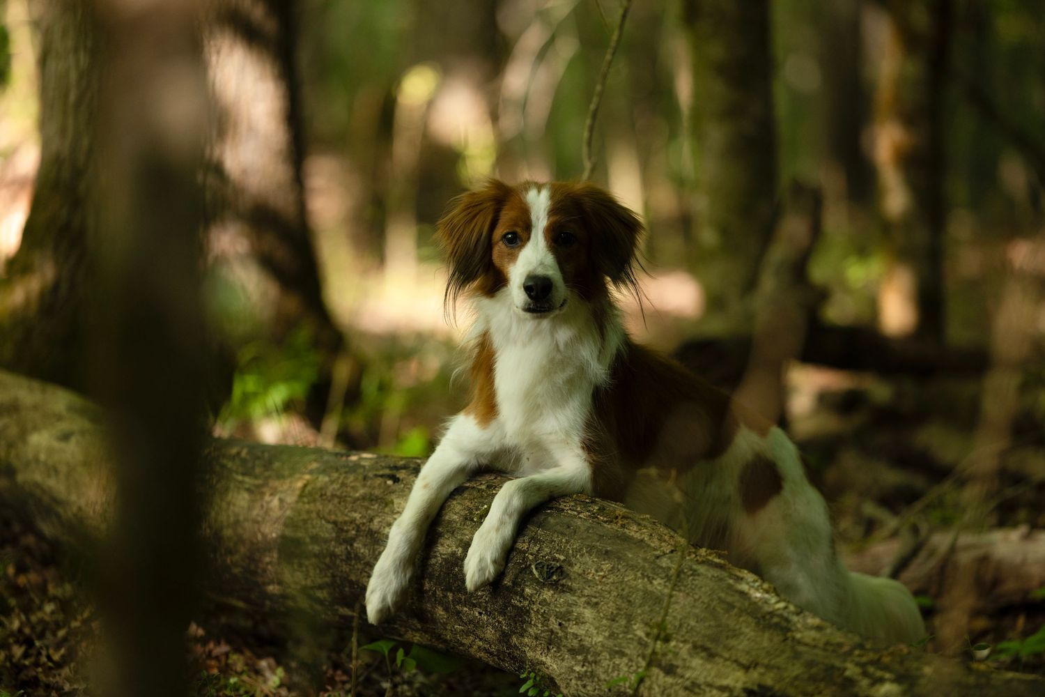 A brown and white dog rests its paws on a fallen log in a lush green forest setting.