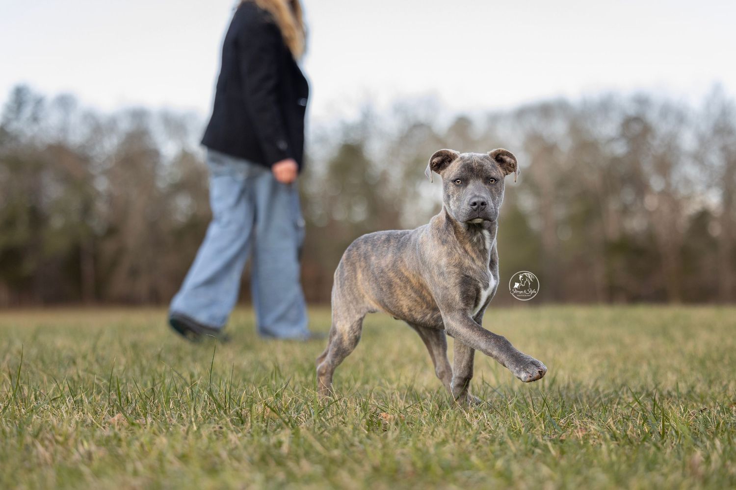 A brindle puppy runs energetically across a green field while a person in jeans walks in the blurred background.