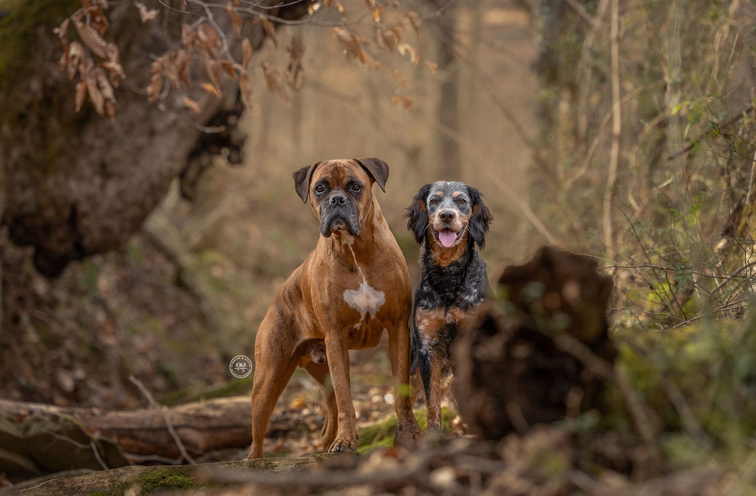 Two dogs, a Boxer and a Spaniel, standing together in a forest setting among trees and moss.