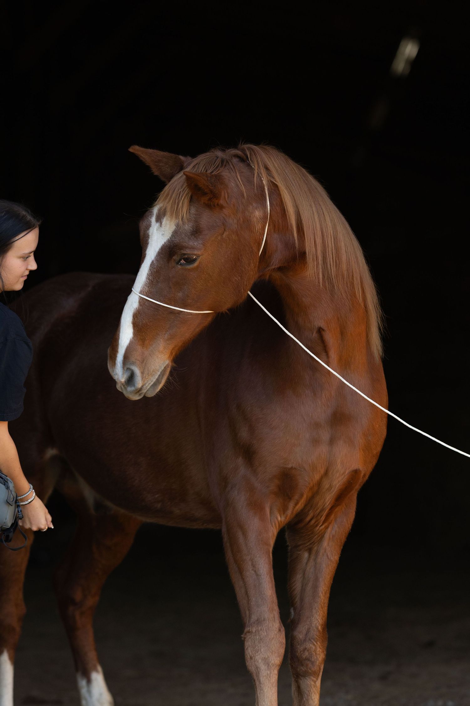 A beautiful chestnut horse with a white blaze stands calmly on a lead rope against a dark background.