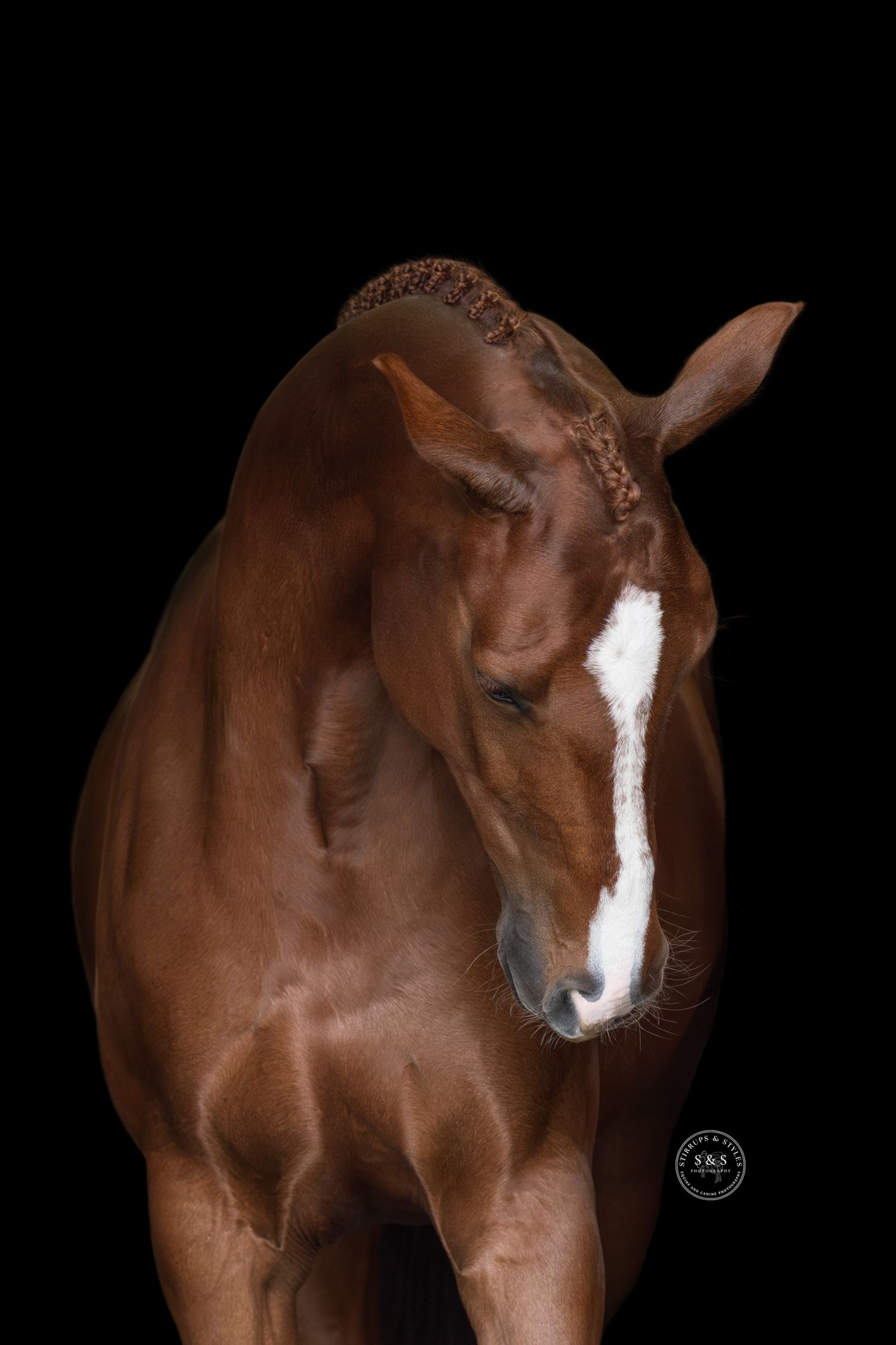 A sequence of four photos showing a chestnut brown horse with a white blaze marking against a black background.