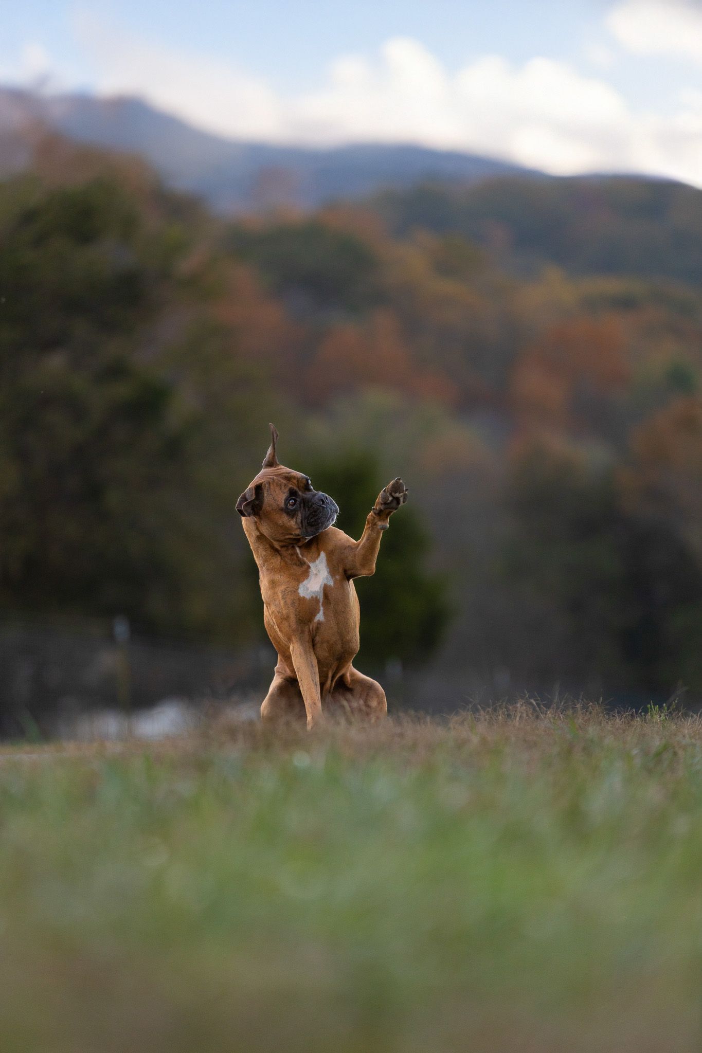 A playful chihuahua jumps with joy against a mountain backdrop.