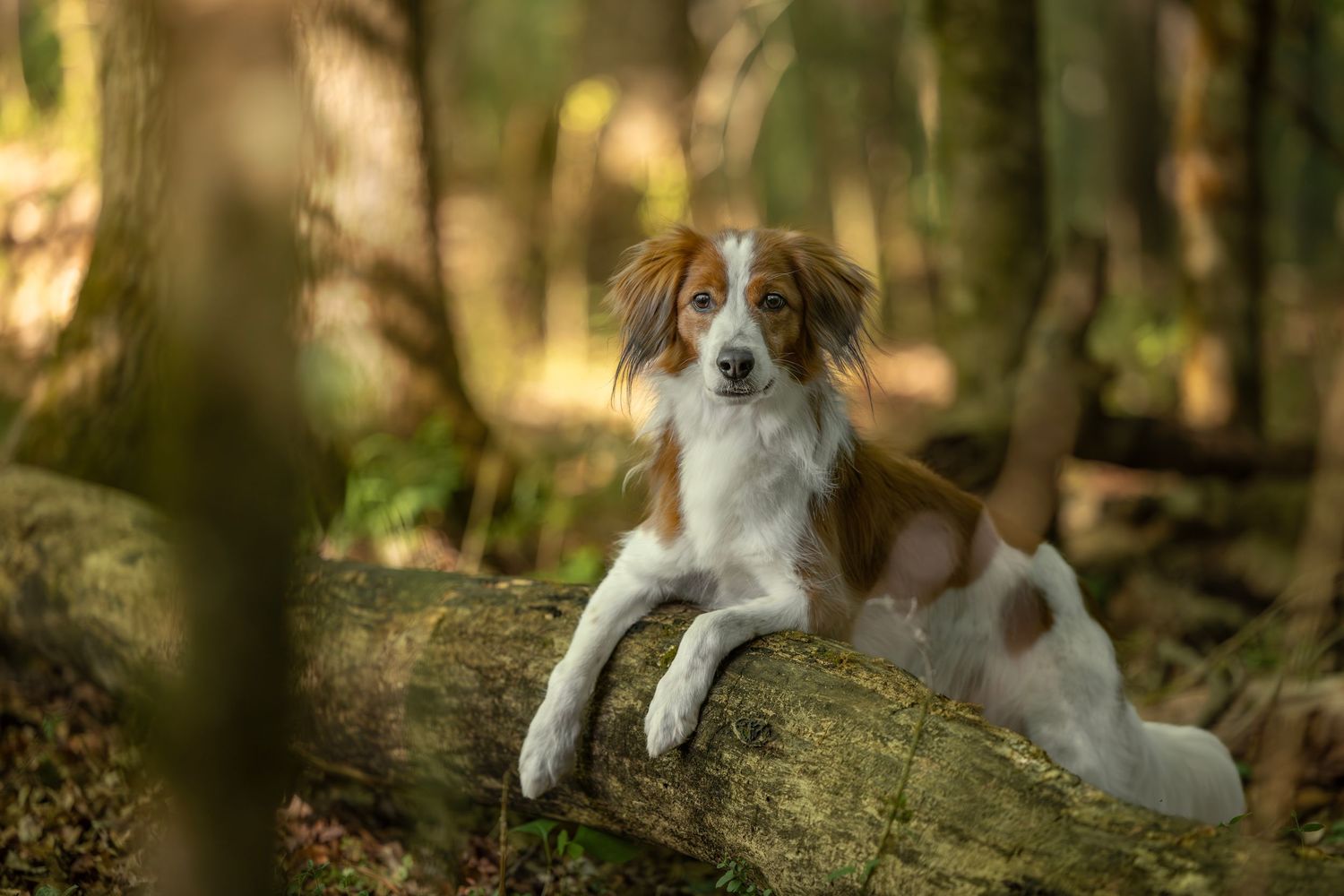 A brown and white dog rests its paws on a fallen log in a lush green forest setting.