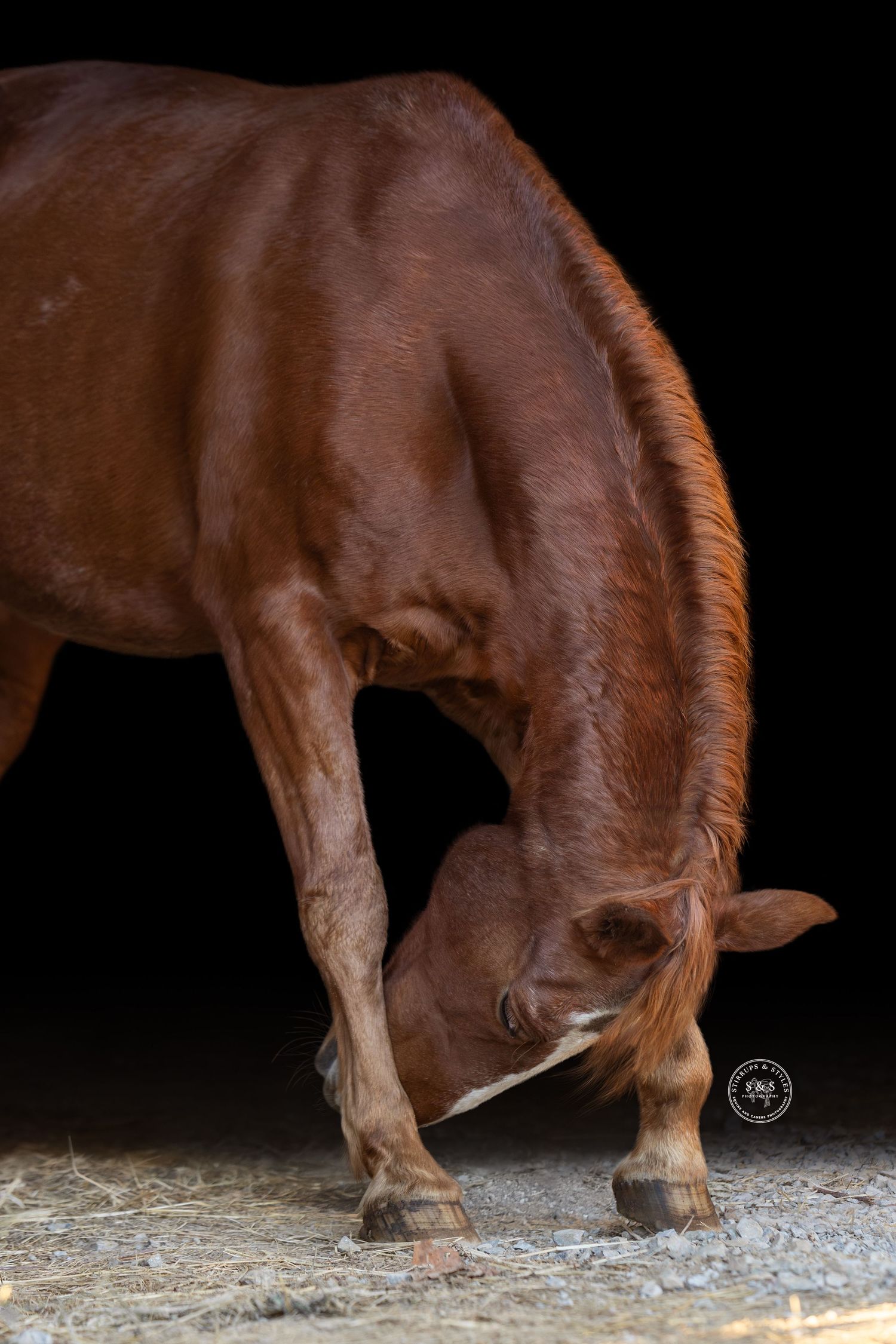 A close-up sequence showing a horse's hooves walking on a dusty stable floor against a dark background.