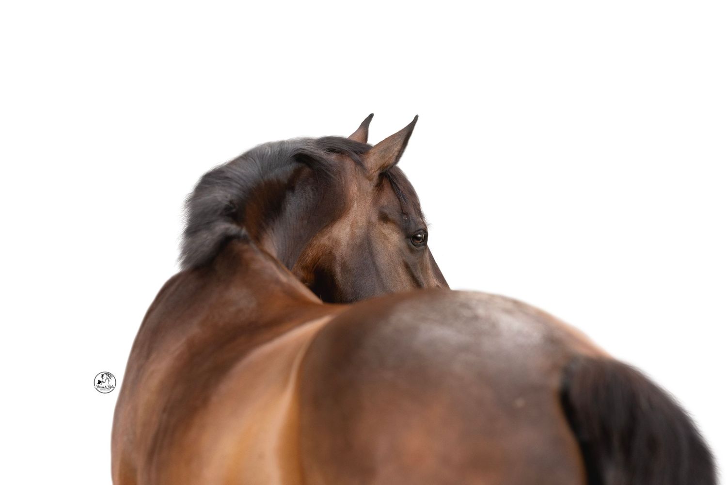 A bay horse turns its head back toward its hindquarters against a clean white background.