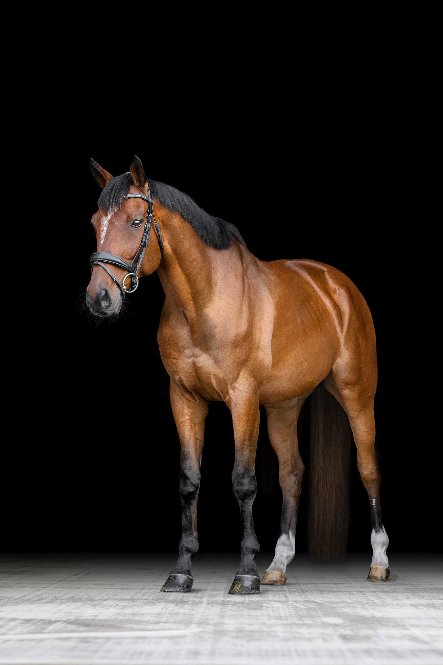 Horse Photographer
