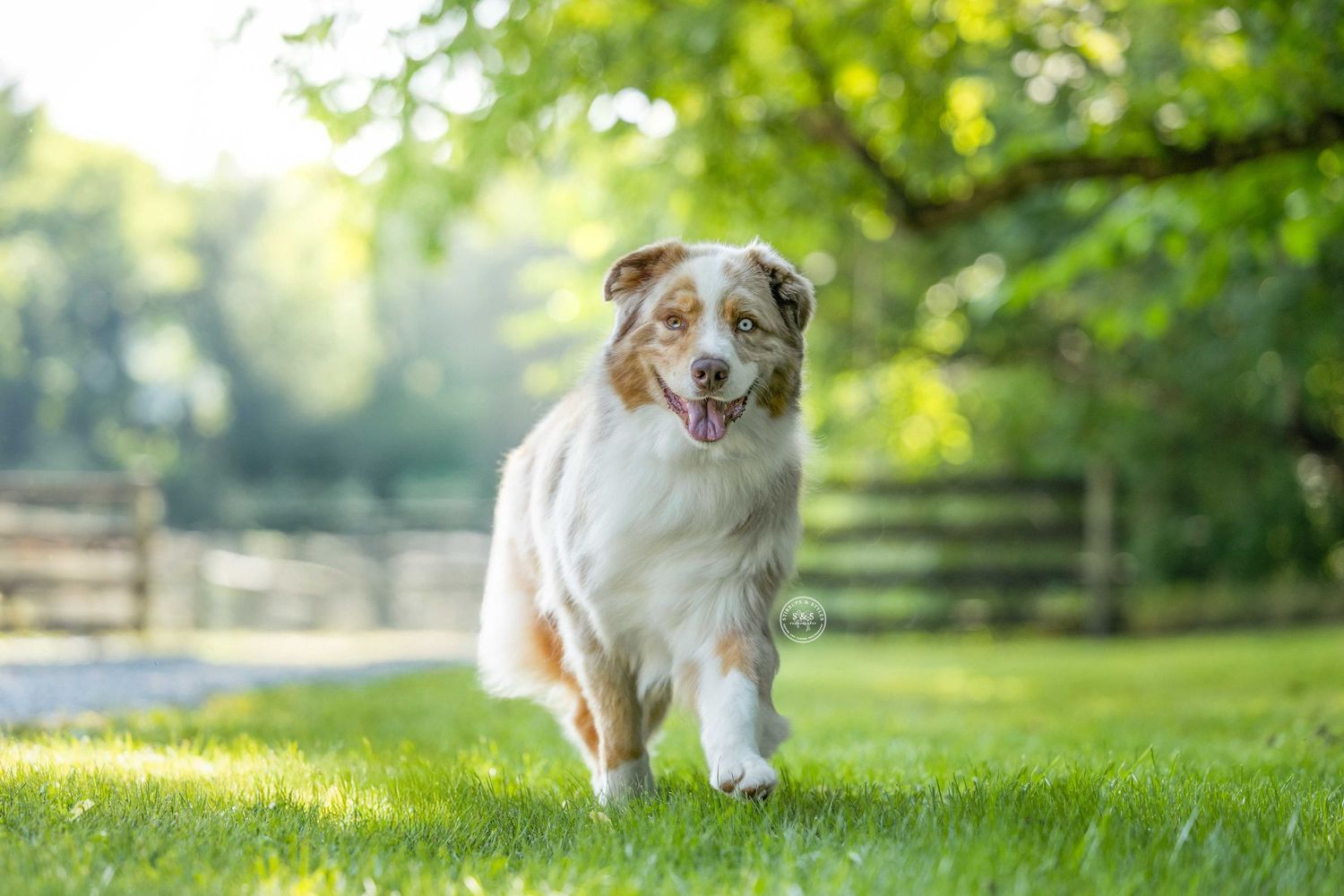 Australian shepherd dog running playfully on green grass in a sunny backyard with wooden fence in background.