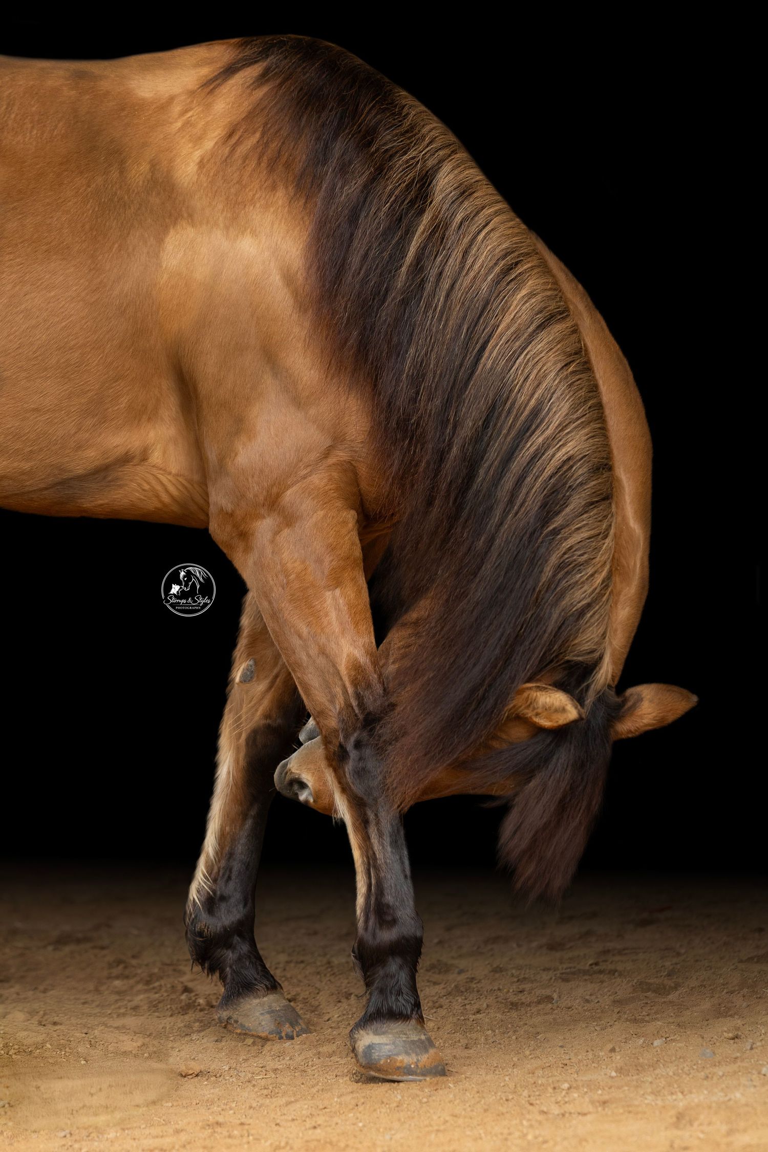 Close-up sequence of a horse's hooves and legs walking on dirt ground.
