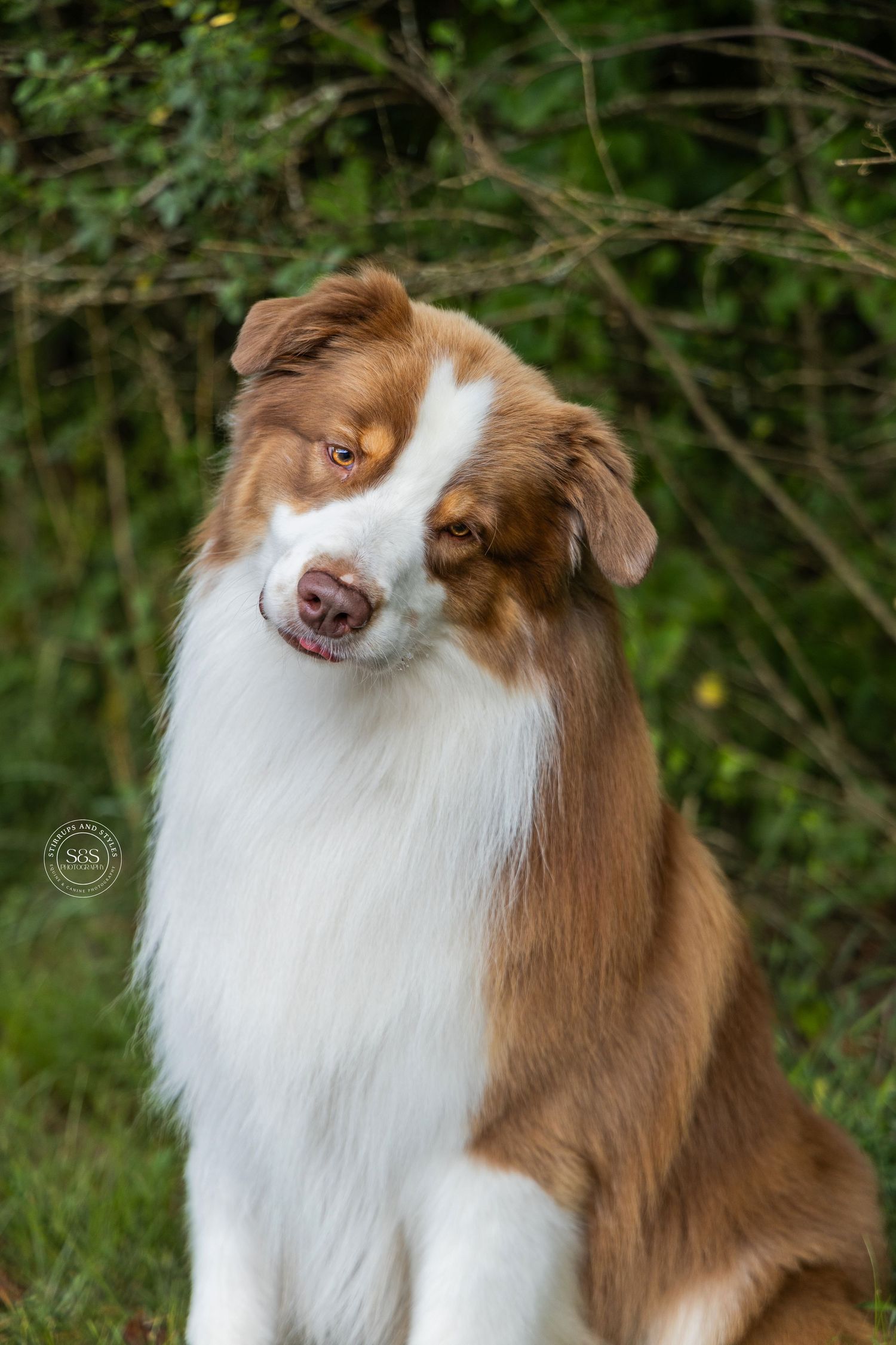 Chattanooga Dog Photographer
