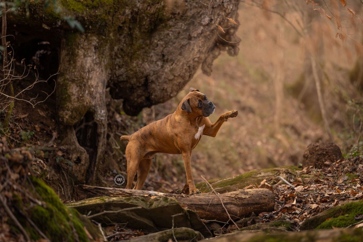 A brown dog runs and plays through fallen leaves in an autumn forest setting.