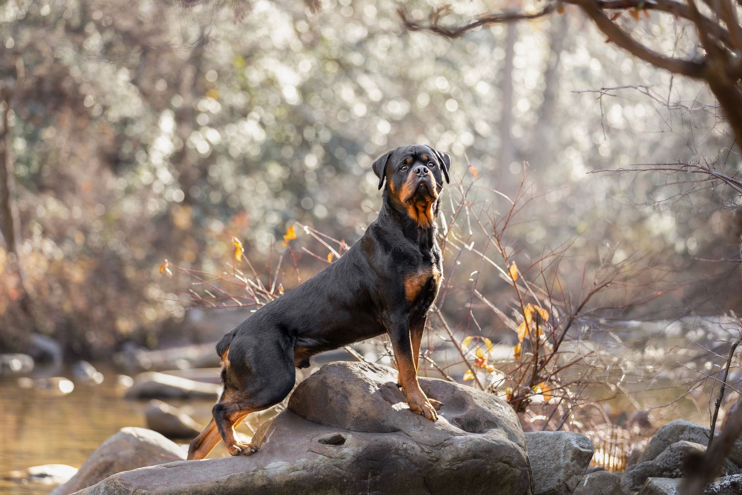 A majestic Rottweiler stands proudly on rocks near a forest stream surrounded by autumn foliage.
