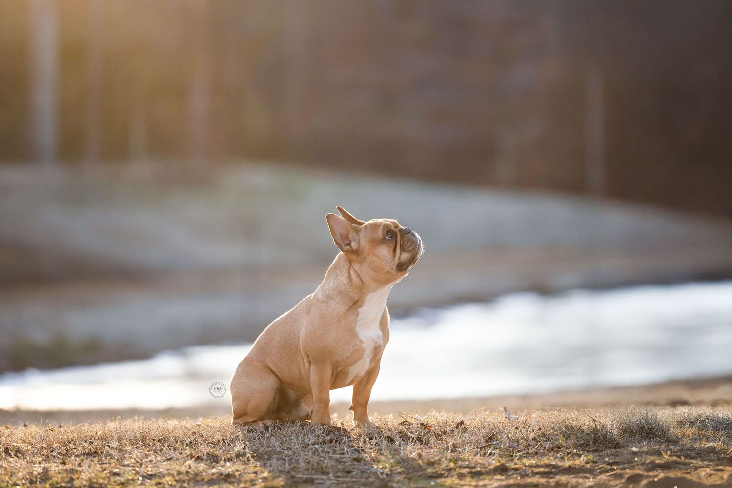 A French Bulldog puppy sitting attentively in golden sunlight.