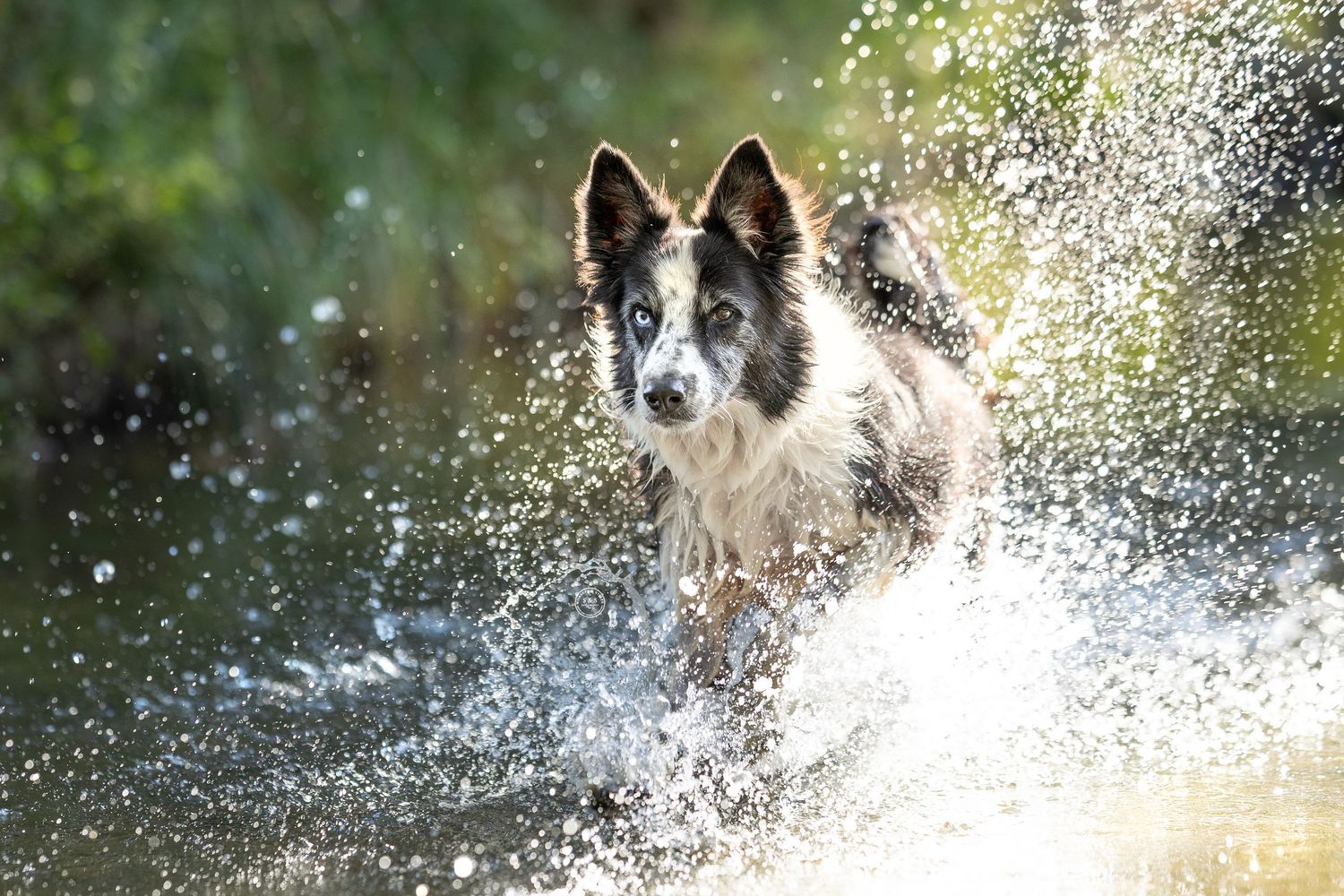 Border collie dog splashing and playing in water while creating dynamic water droplet patterns in sunlight.
