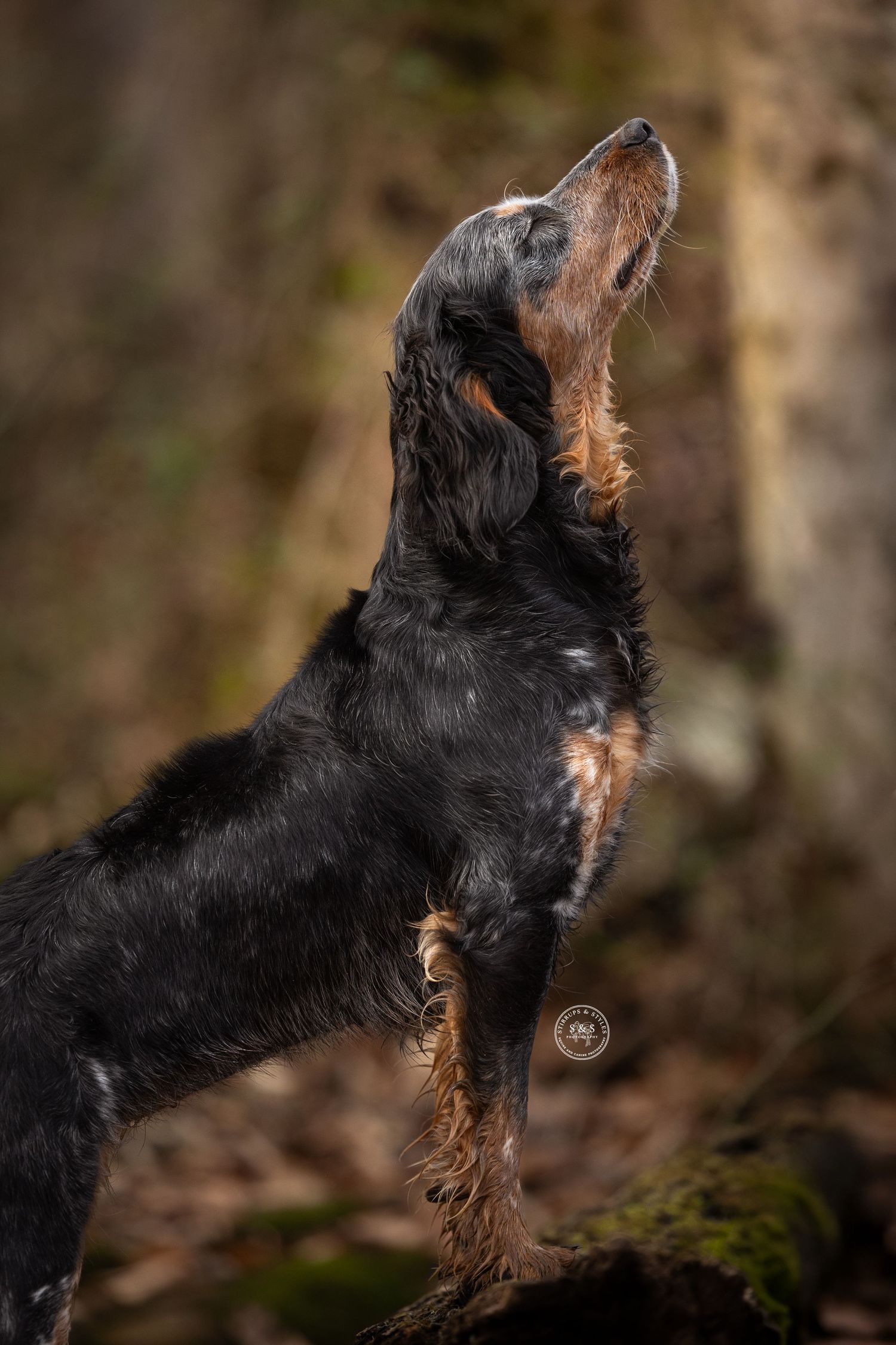 Black dog leaping gracefully in mid-air against a blurred natural background, showing dynamic movement sequence.