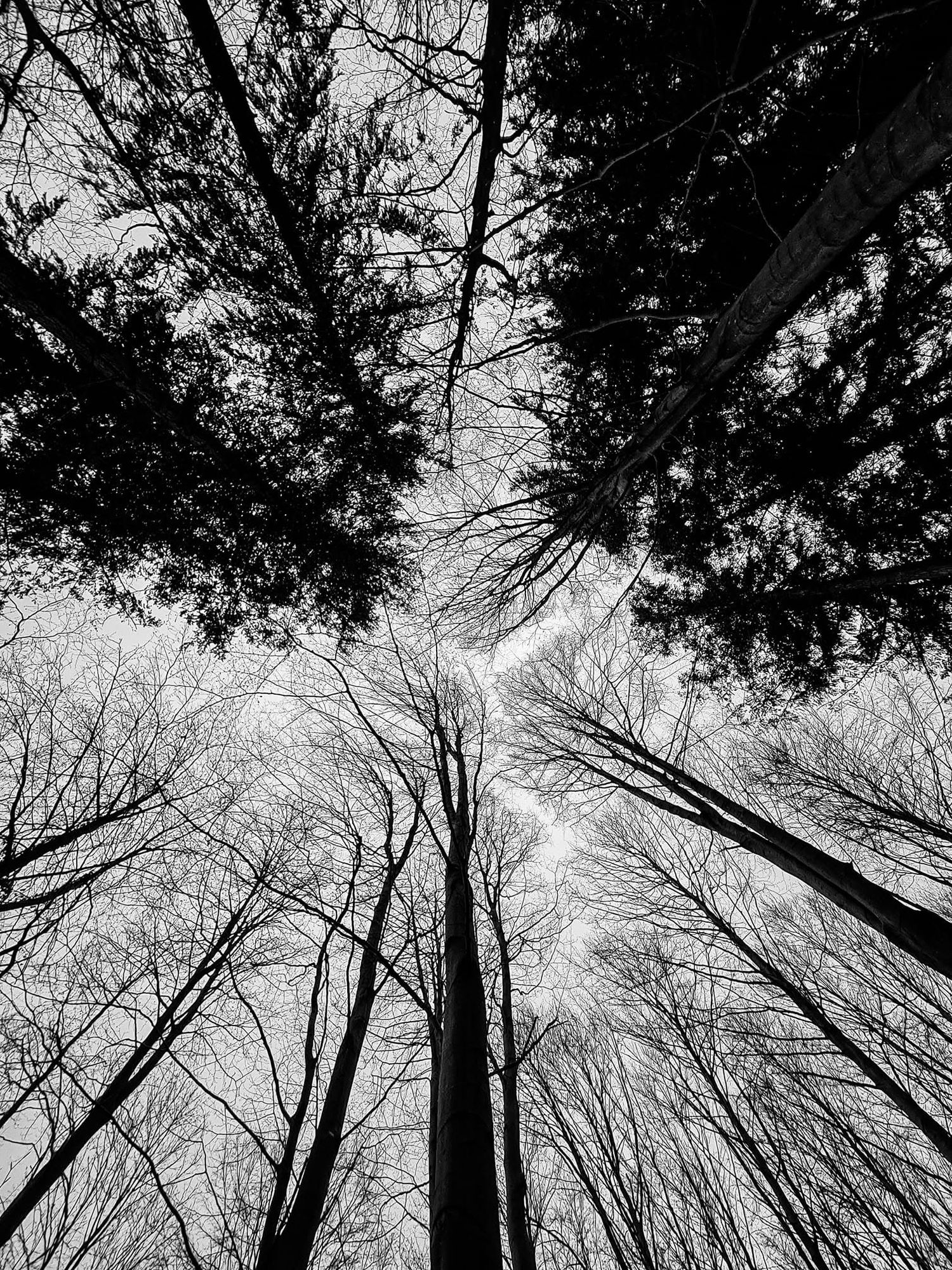 Black and white upward view of tall bare trees against a cloudy sky in a winter forest.