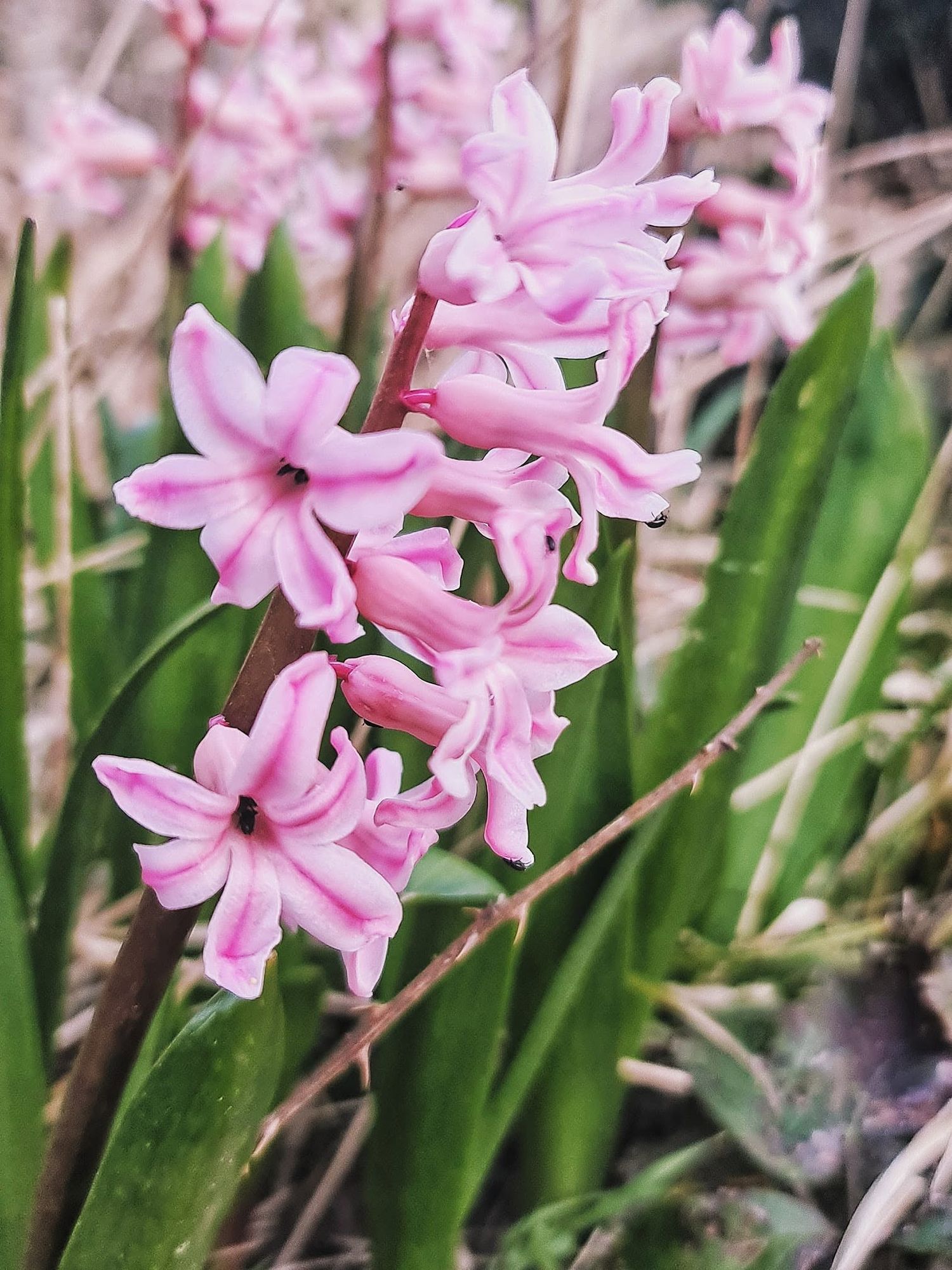 Pink hyacinth flowers in full bloom growing in a garden with lush green leaves in the background.