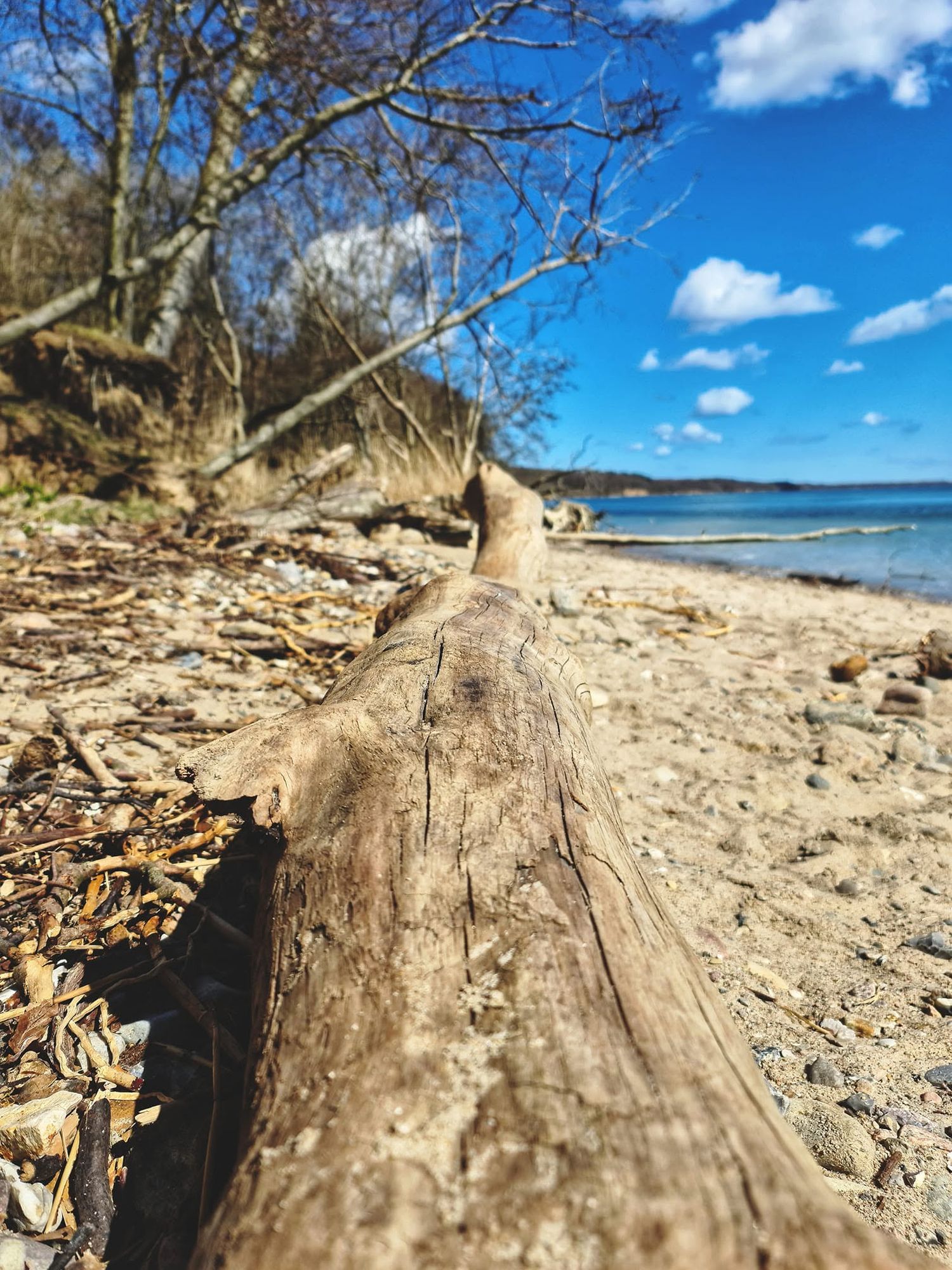A weathered driftwood log rests on a sandy beach shoreline with blue skies, trees, and calm ocean water in the background.