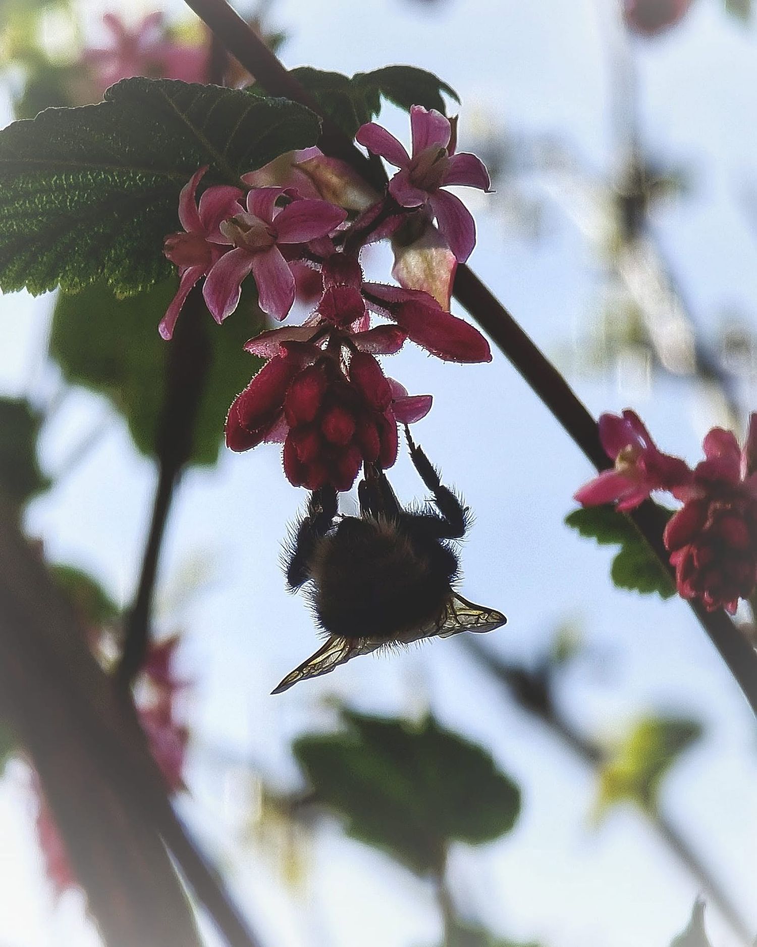 A fuzzy bumblebee hanging upside down from pink flowering currant blossoms on a branch against a bright sky.