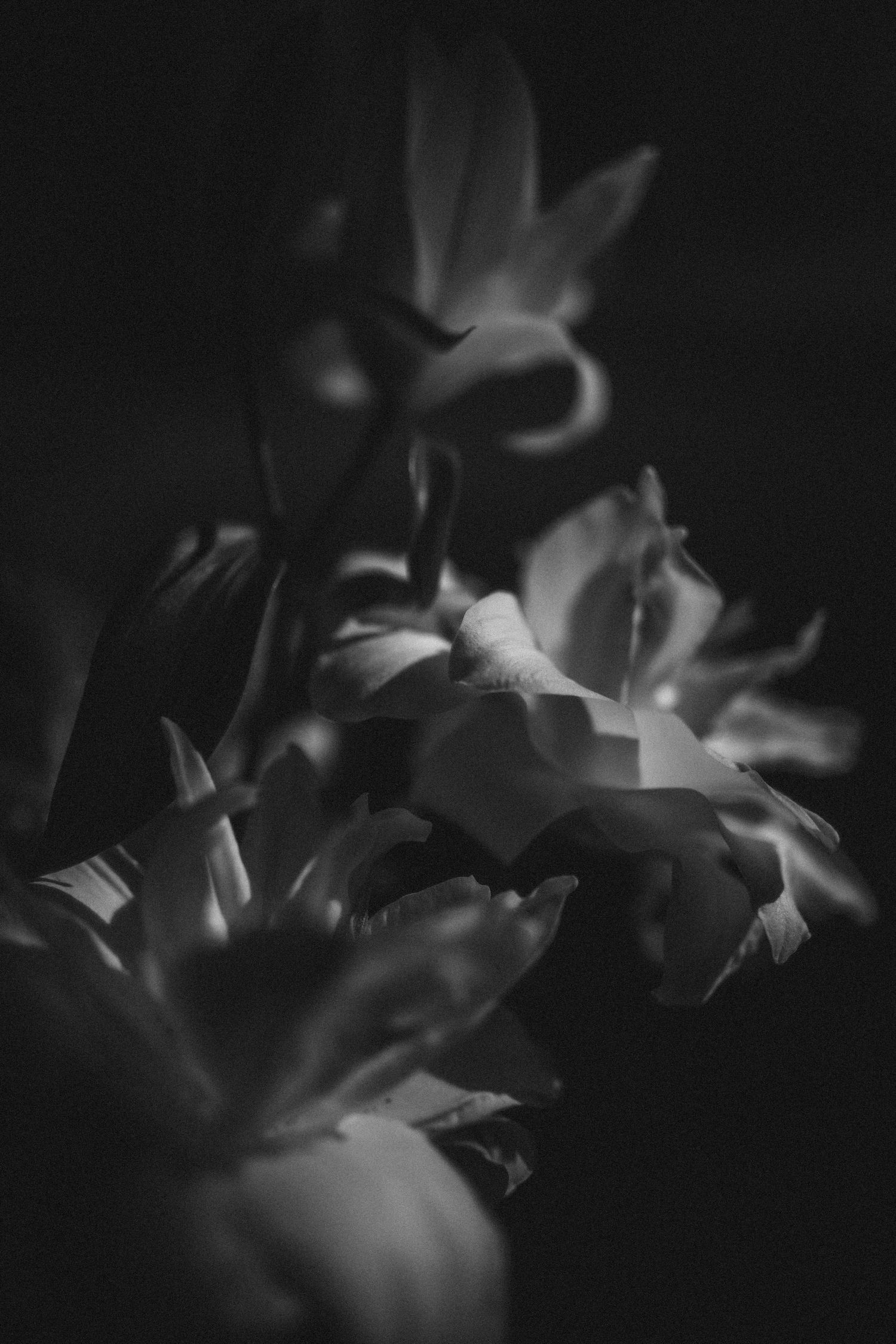 Dramatic black and white close-up of delicate flowers in soft focus.