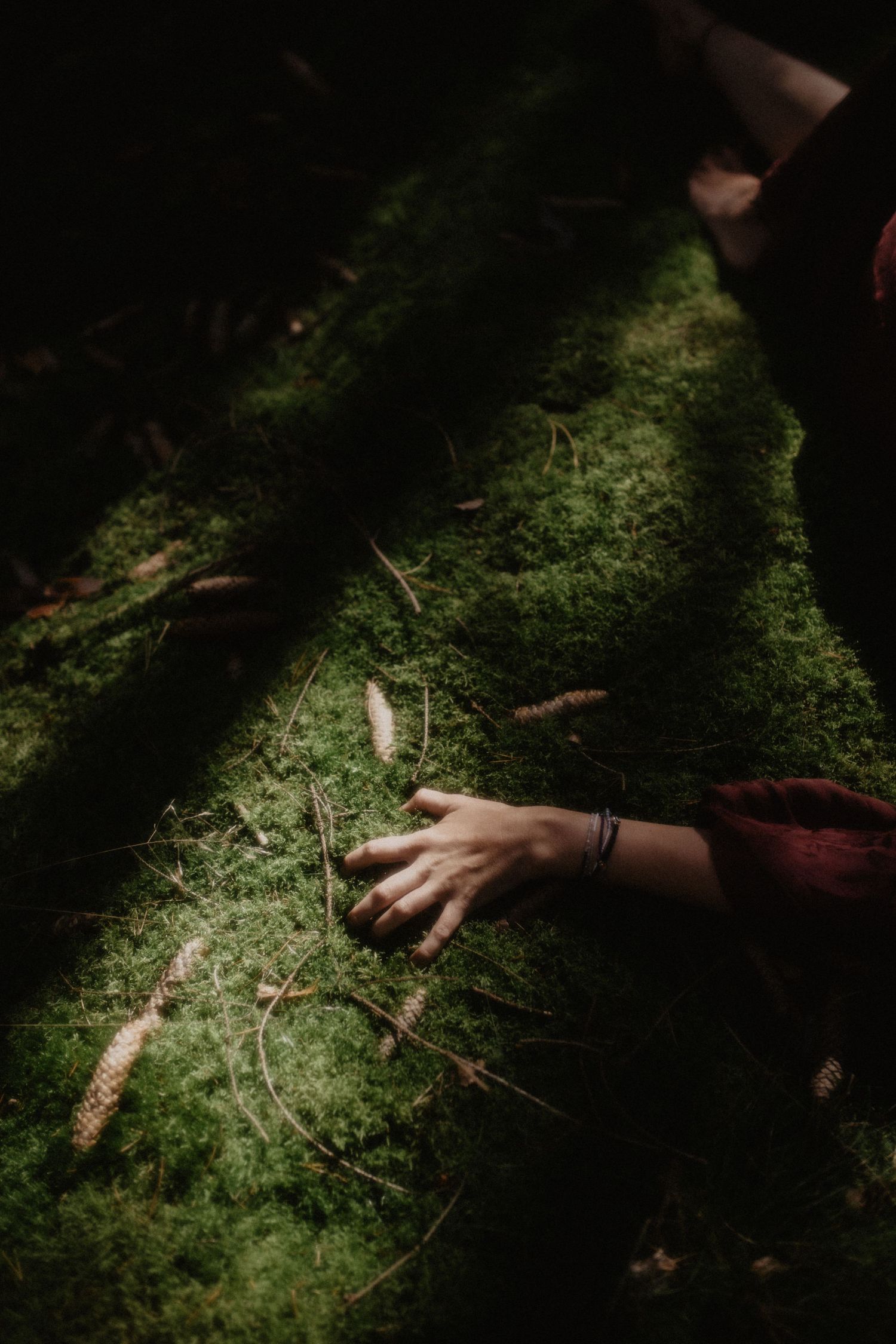 Eine Hand berührt sanft zarte Farne und Moose, die auf dunklem Waldboden im dramatischen Licht wachsen.