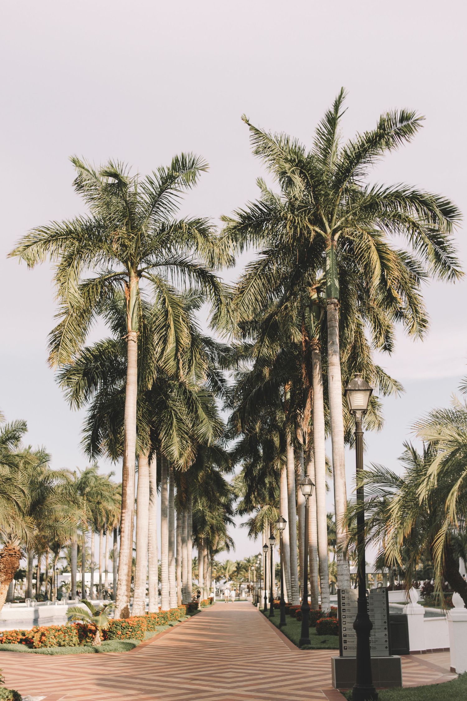 Palm tree-lined walkway with white buildings and pedestrian path.