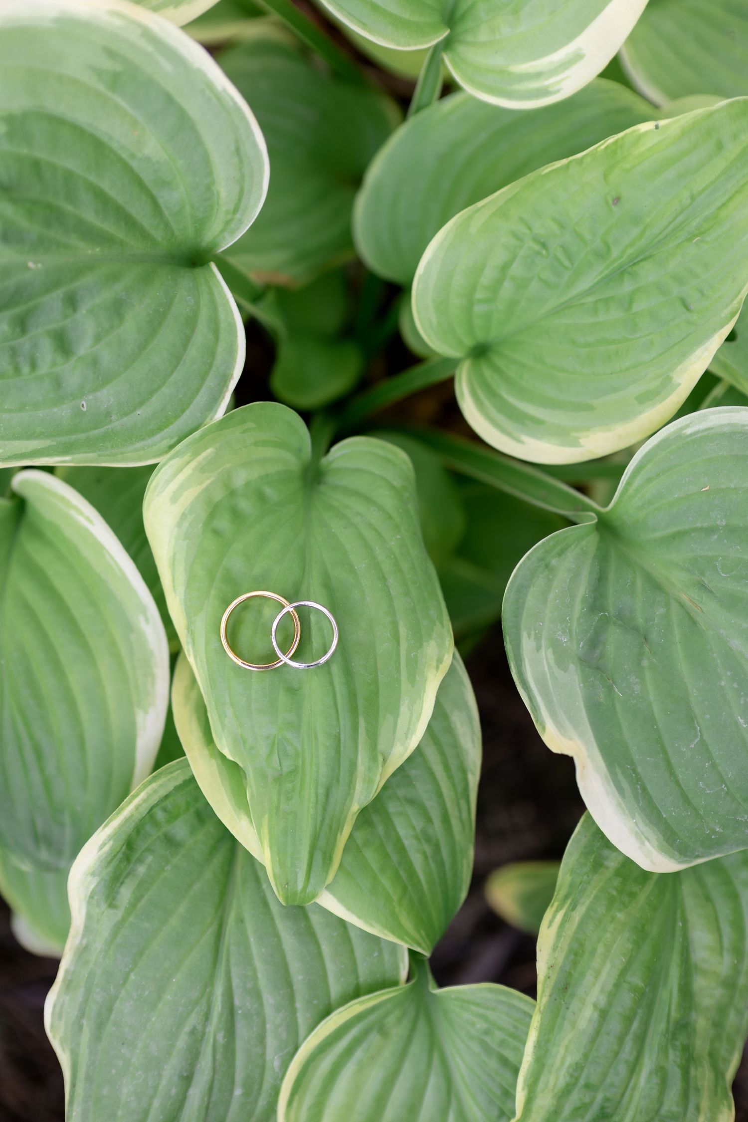 Two gold wedding rings resting on green hosta leaves in a garden setting.