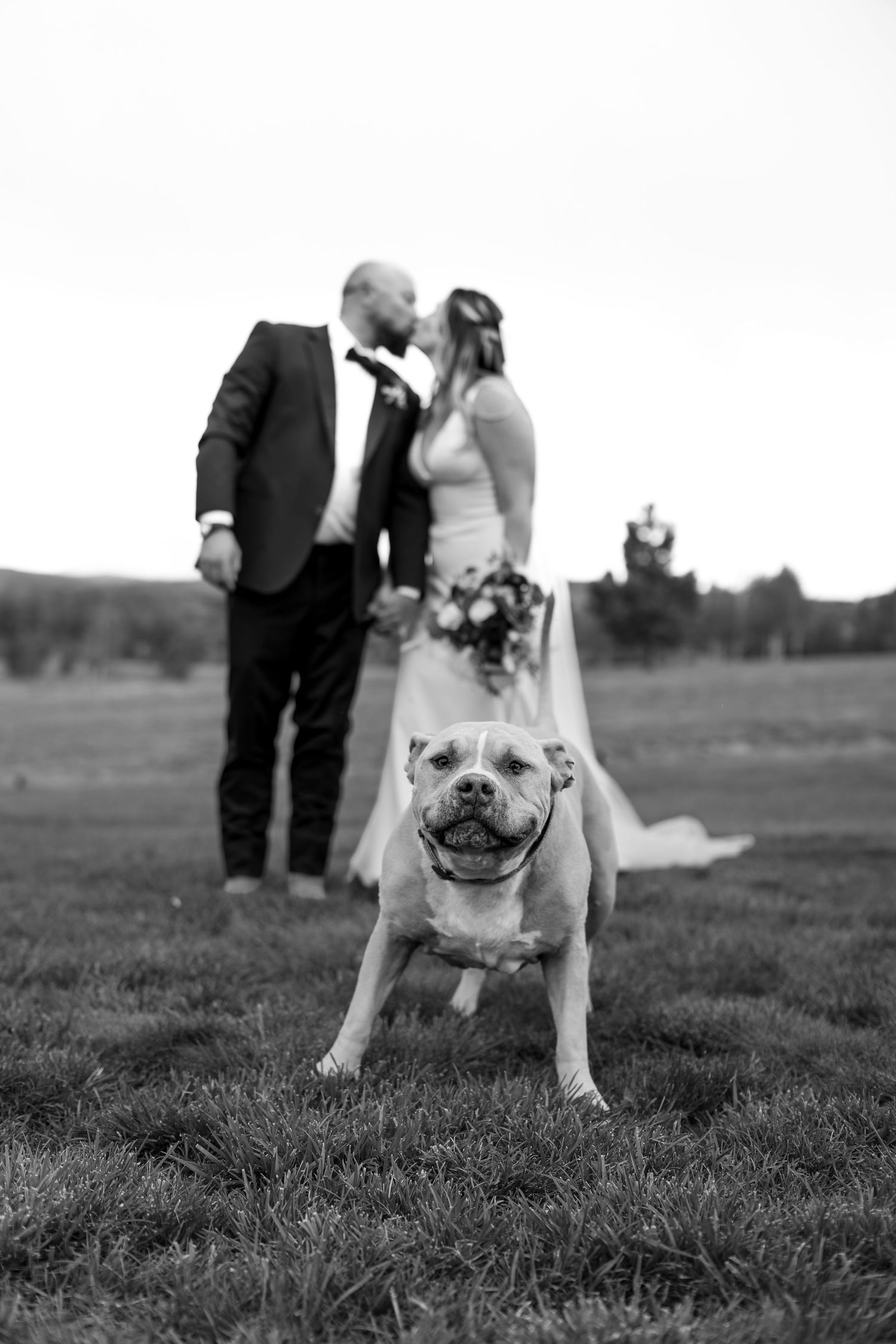 Black and white wedding photo of bride and groom kissing outdoors while their bulldog poses in the foreground.