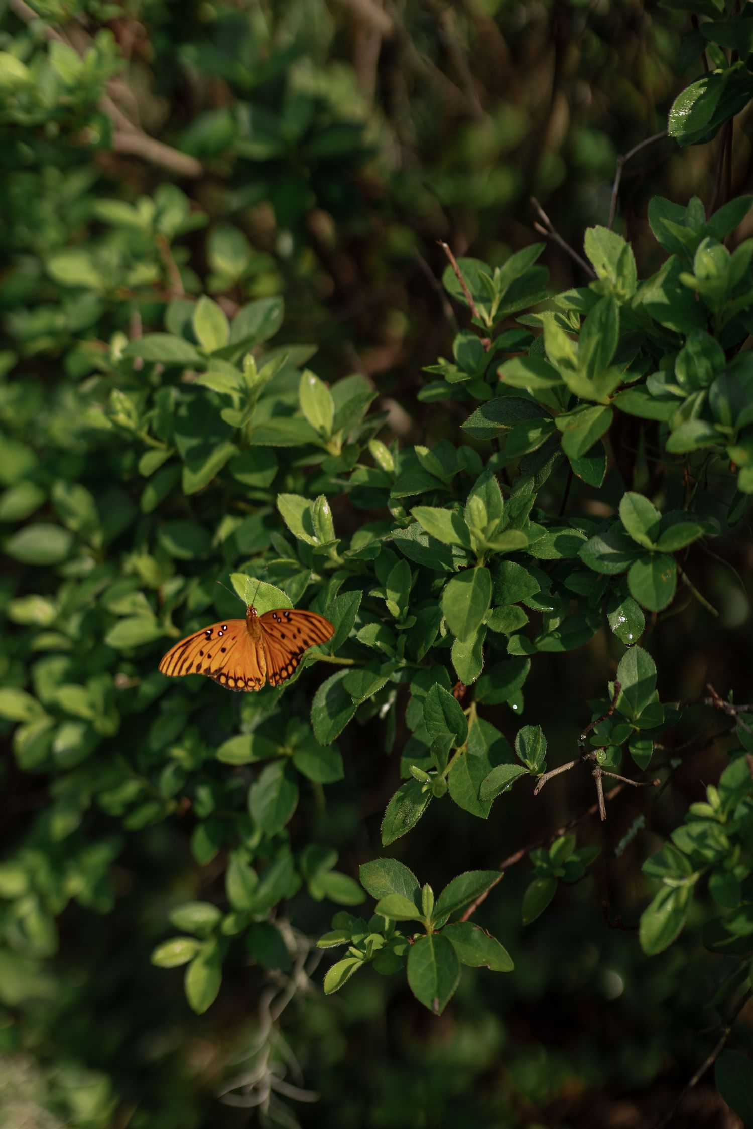 An orange Gulf Fritillary butterfly perched on a lush green leafy shrub in natural sunlight.