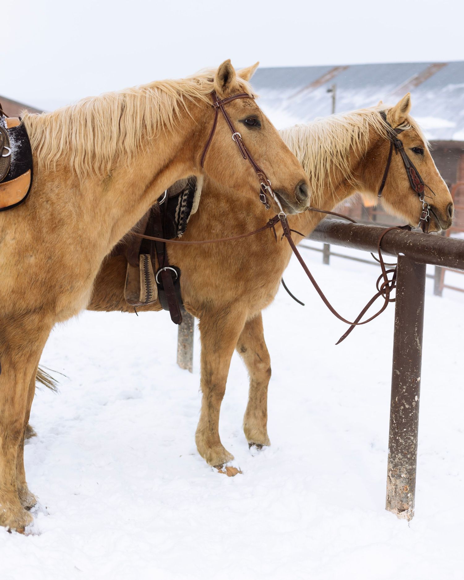 A palomino horse stands tied in deep snow outside a building on a winter day.