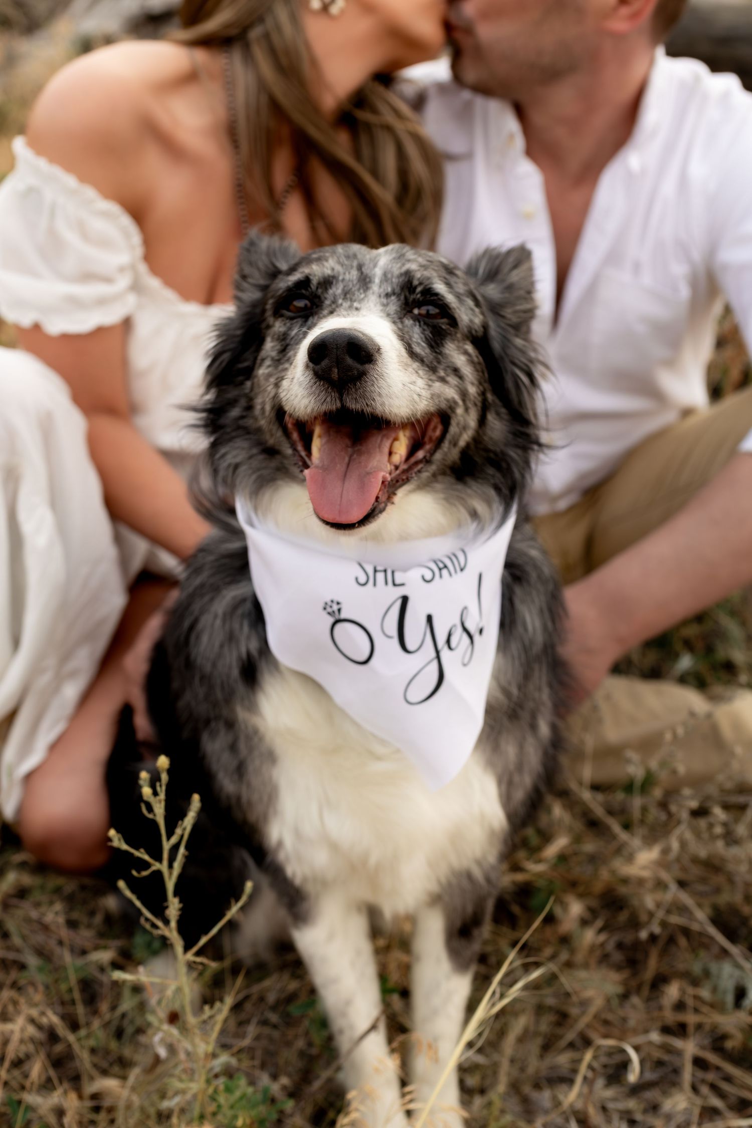 Happy border collie dog wearing a She Said Yes bandana at an outdoor engagement photo session with couple kissing behind.
