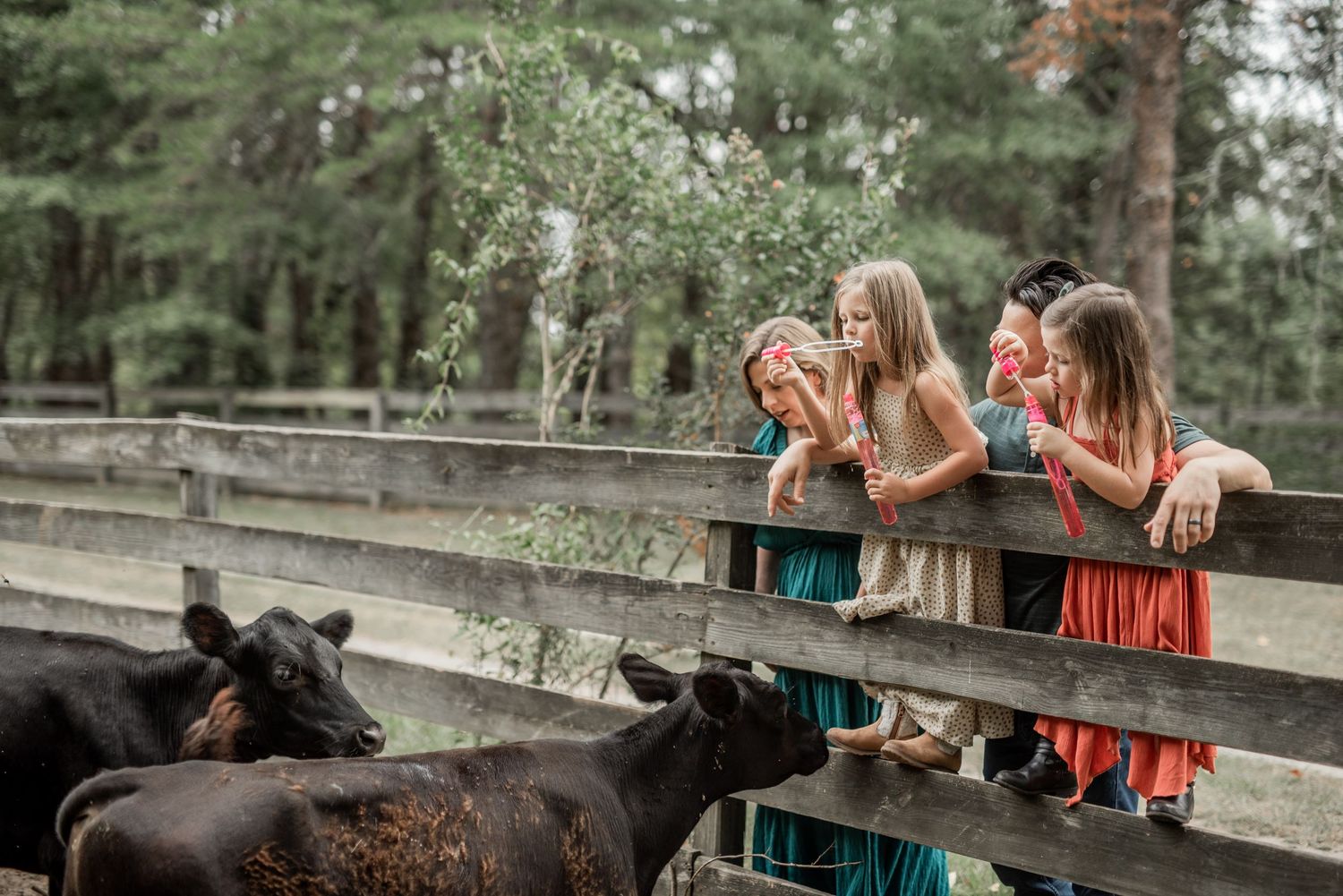 cows. family of four standing at fence outside home. little girl children blowing bubbles to the livestock. at home family session