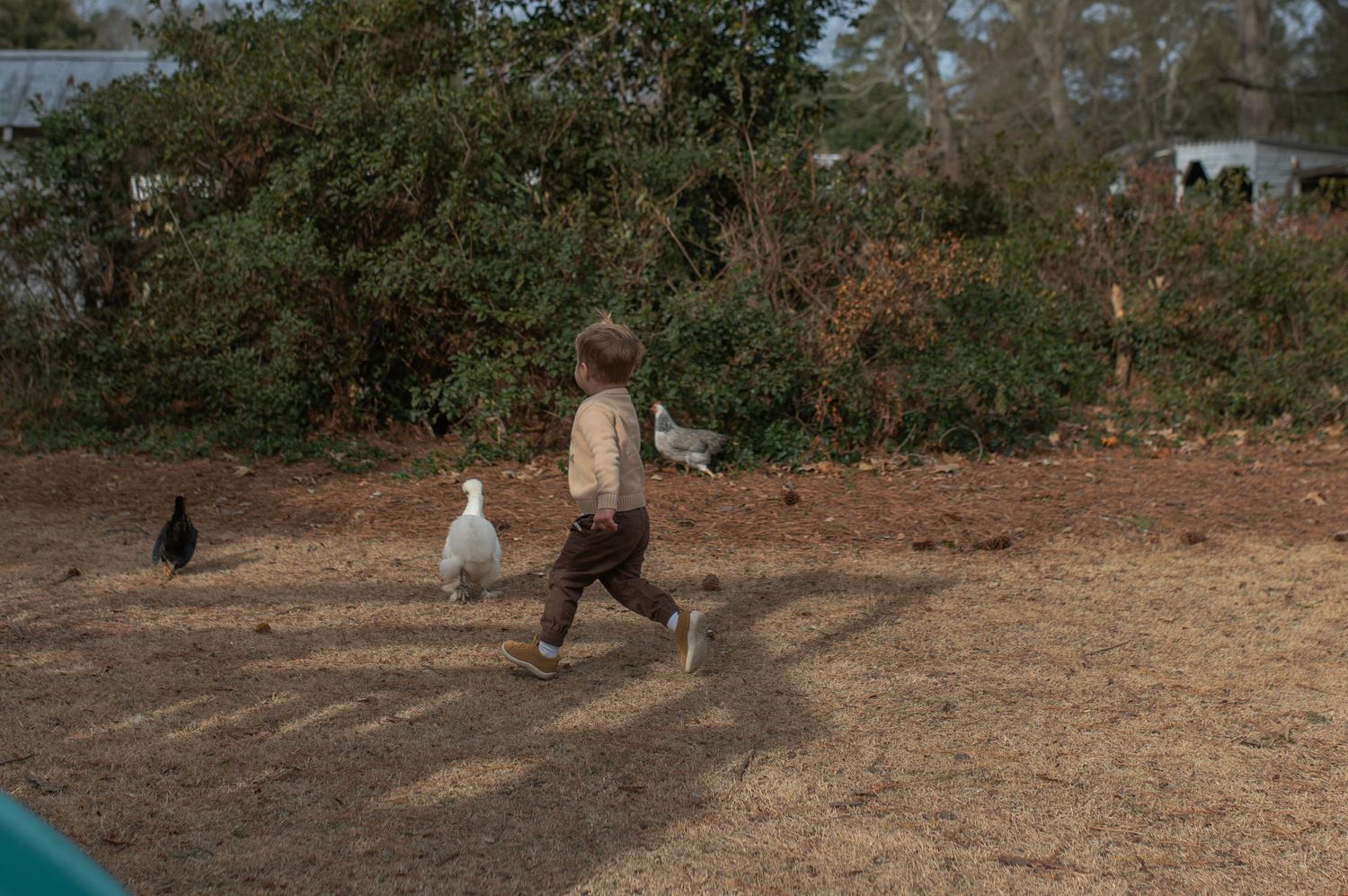 child running with chickens