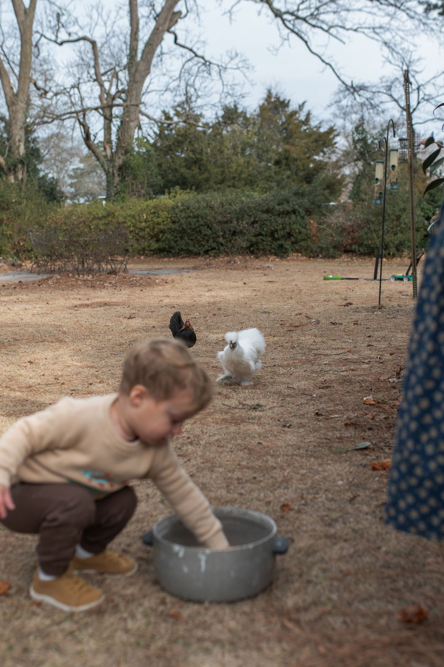 toddler feeding chickens, chicken coop, chickens, farm, at home session, at home family session, documentary family session photographer