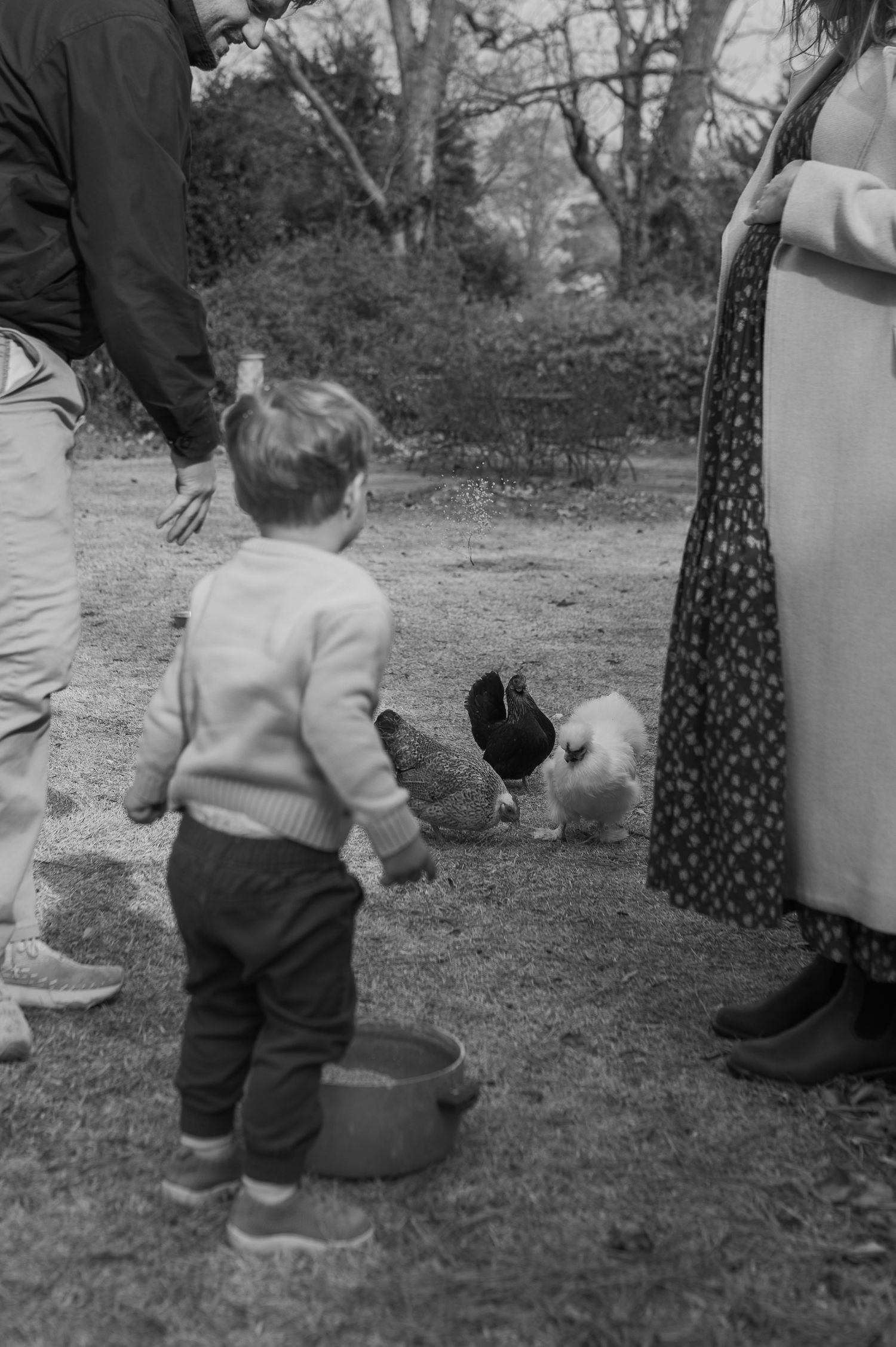 family mom dad toddler feeding chickens at-home family maternity session outside backyard