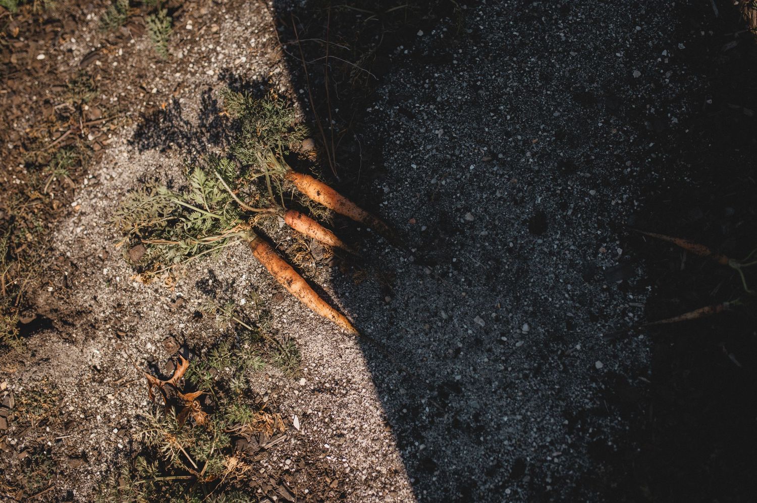 three carrots laying on dirt in garden with shadow, greenville, nc