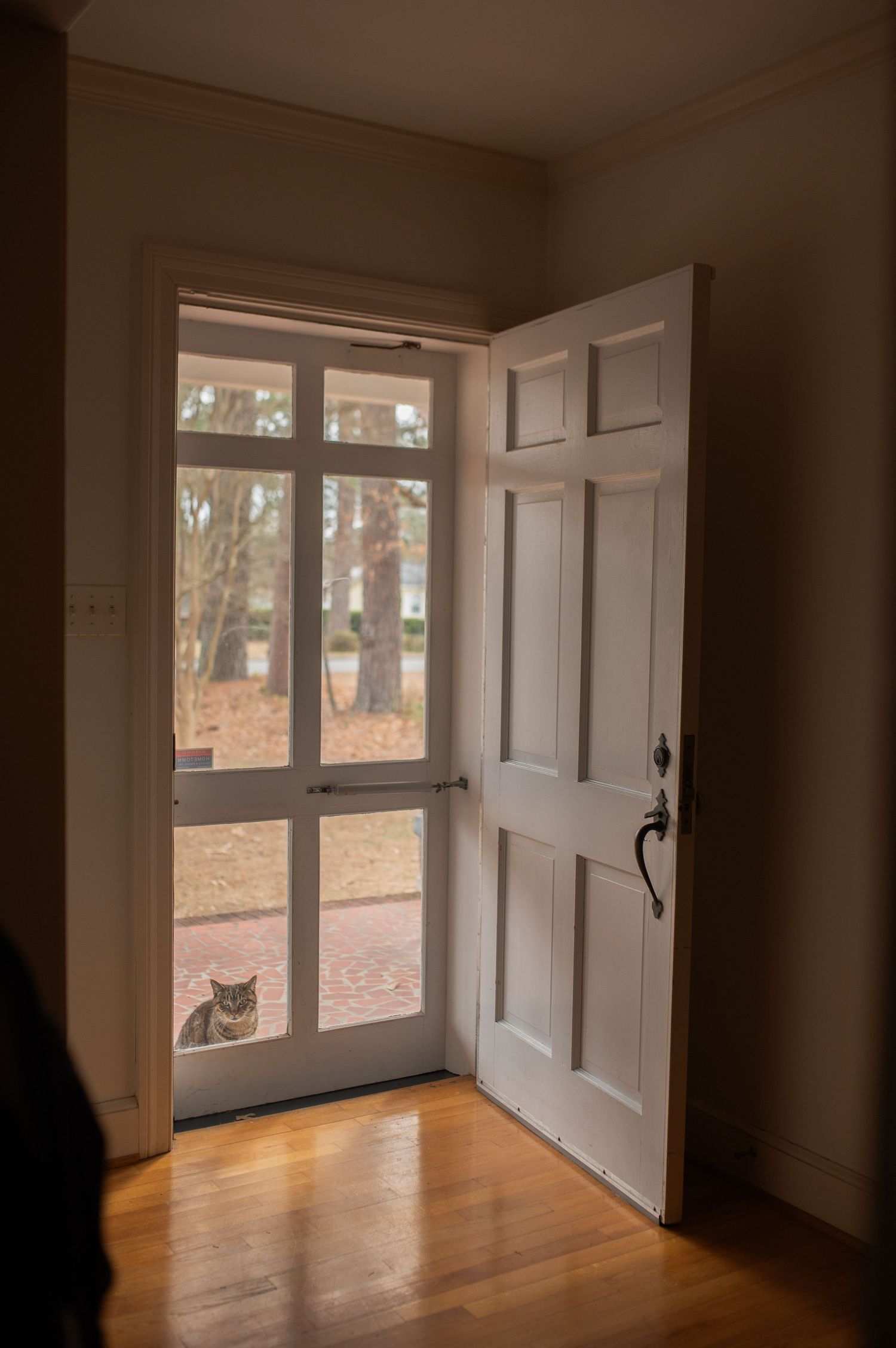 cat looking in through glass door