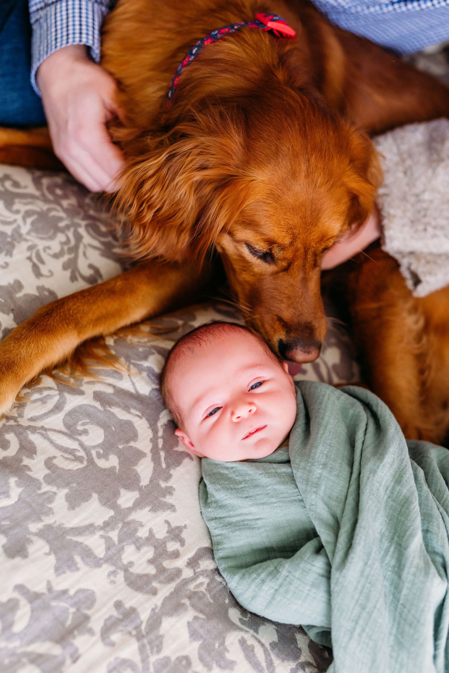 Golden retriever dog snuggles close to infant wearing mint green swaddle on gray patterned bedding.