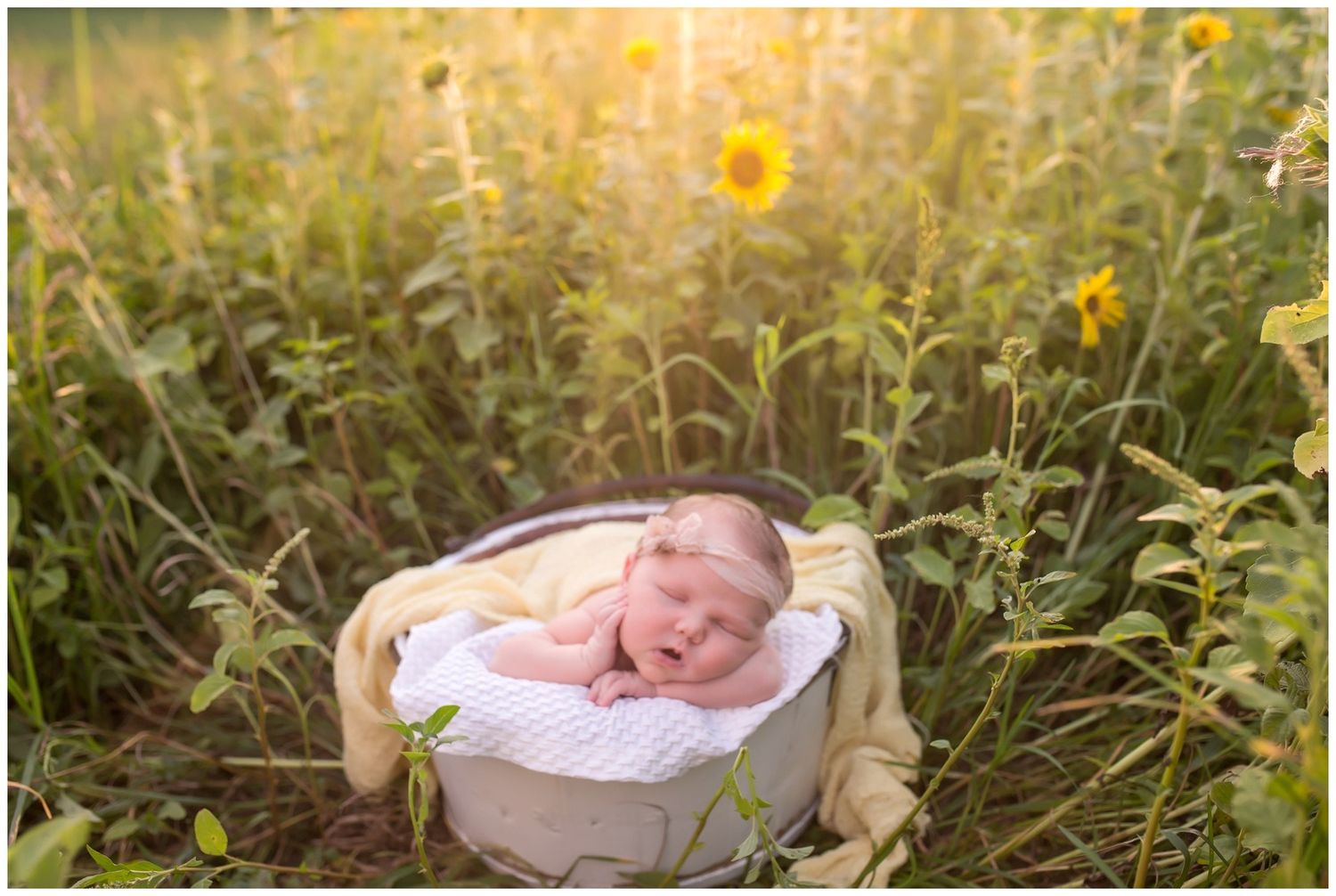 Outdoor newborn photography session in golden sunflower field with natural sunlight.
